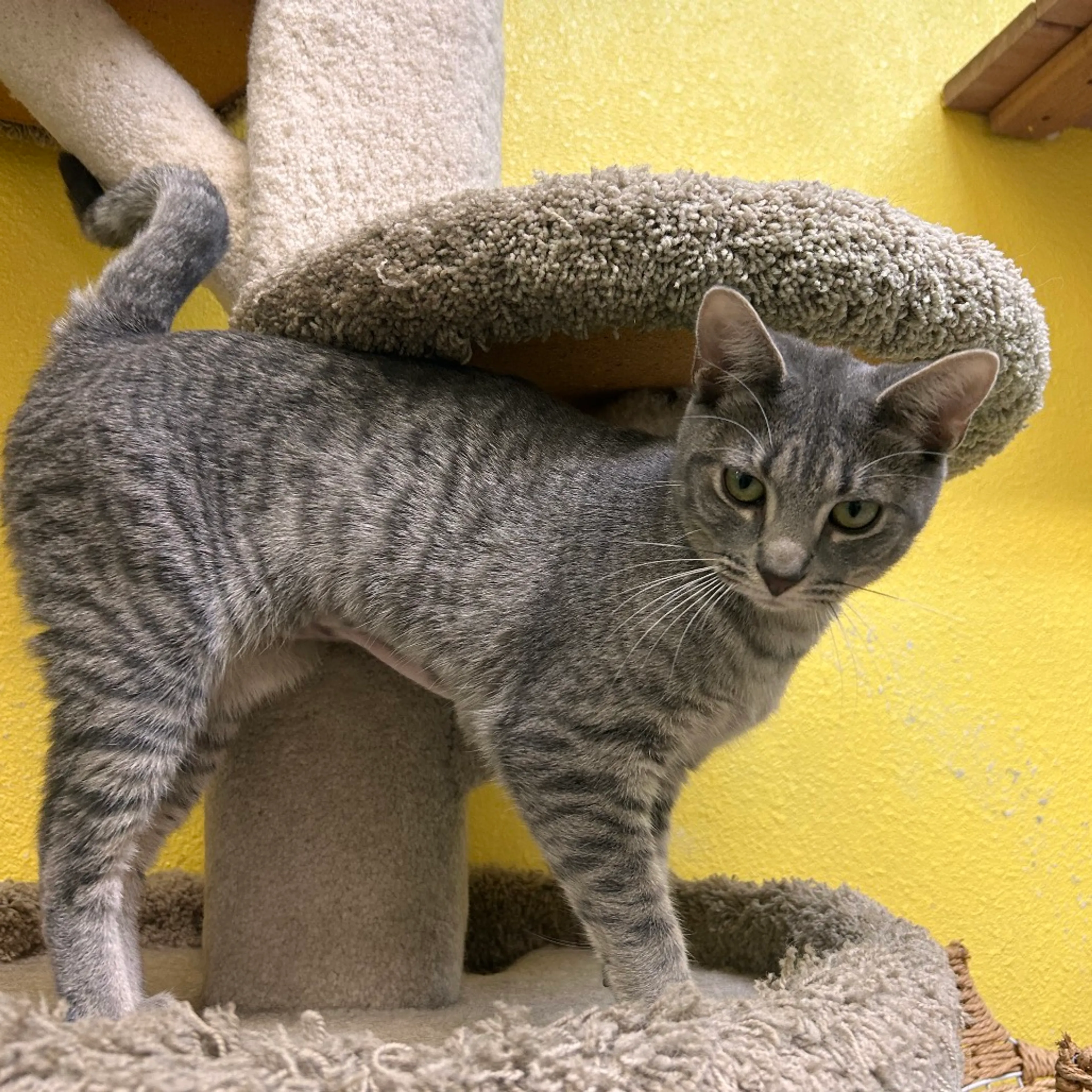 Found pet-2