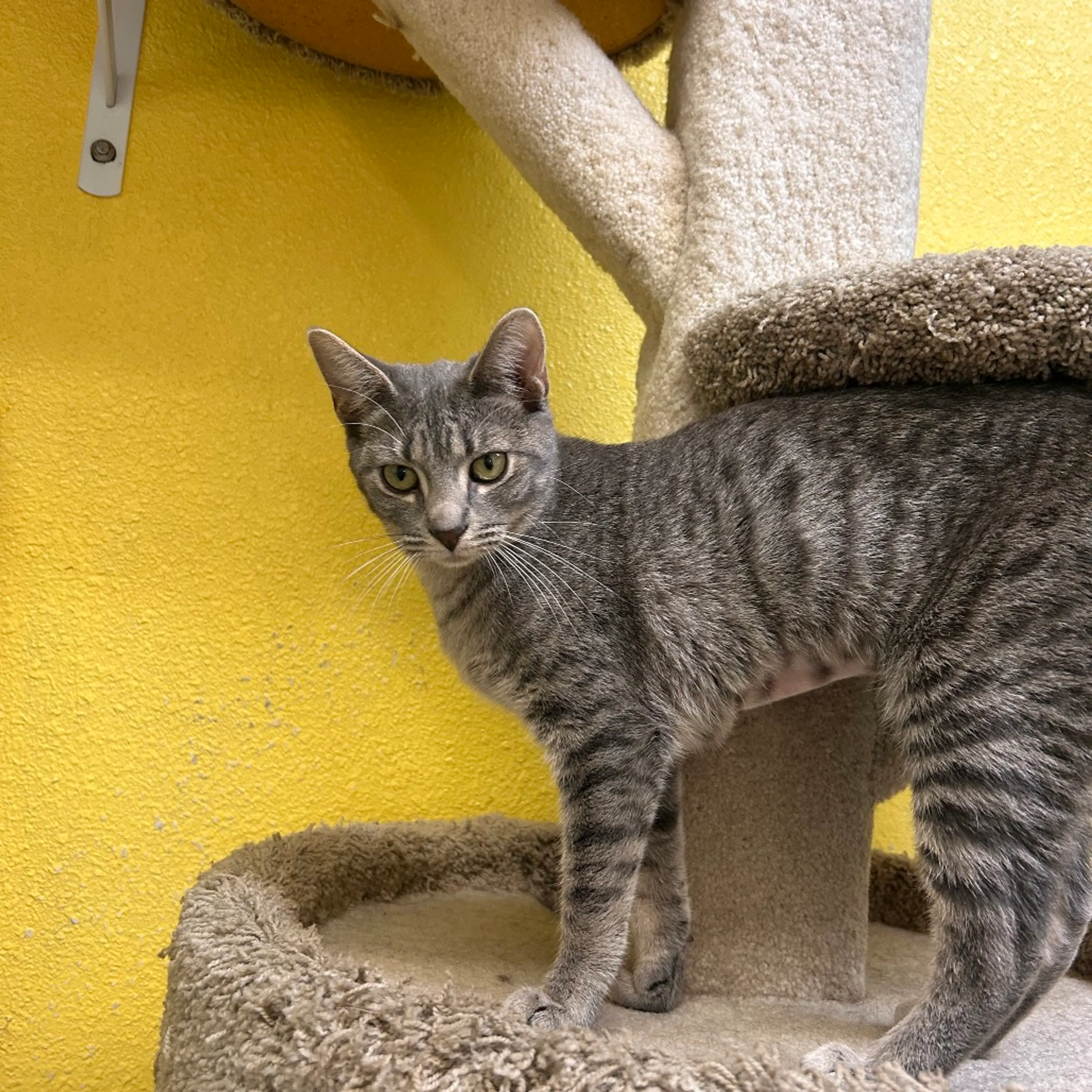 Found pet-1