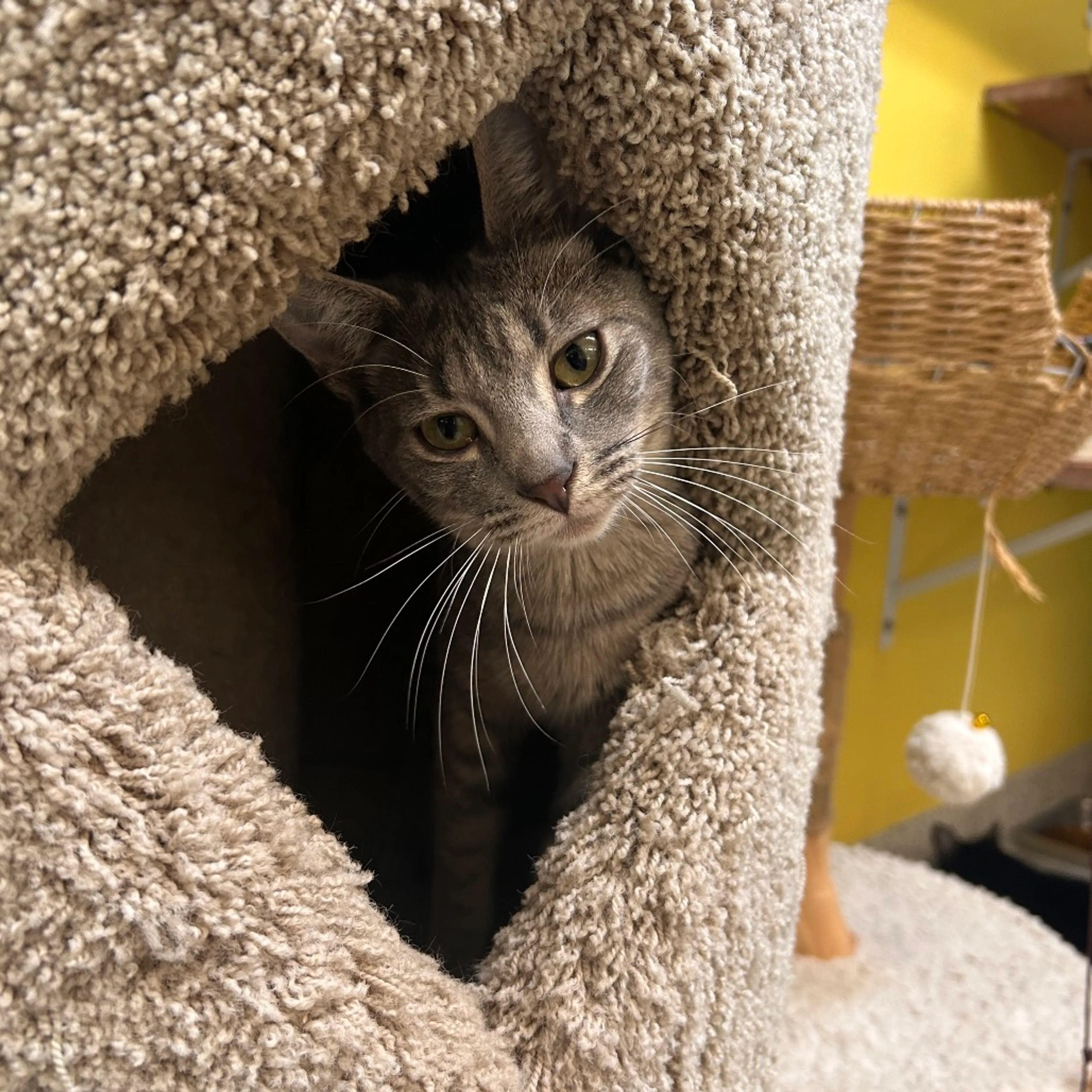 Found pet-3