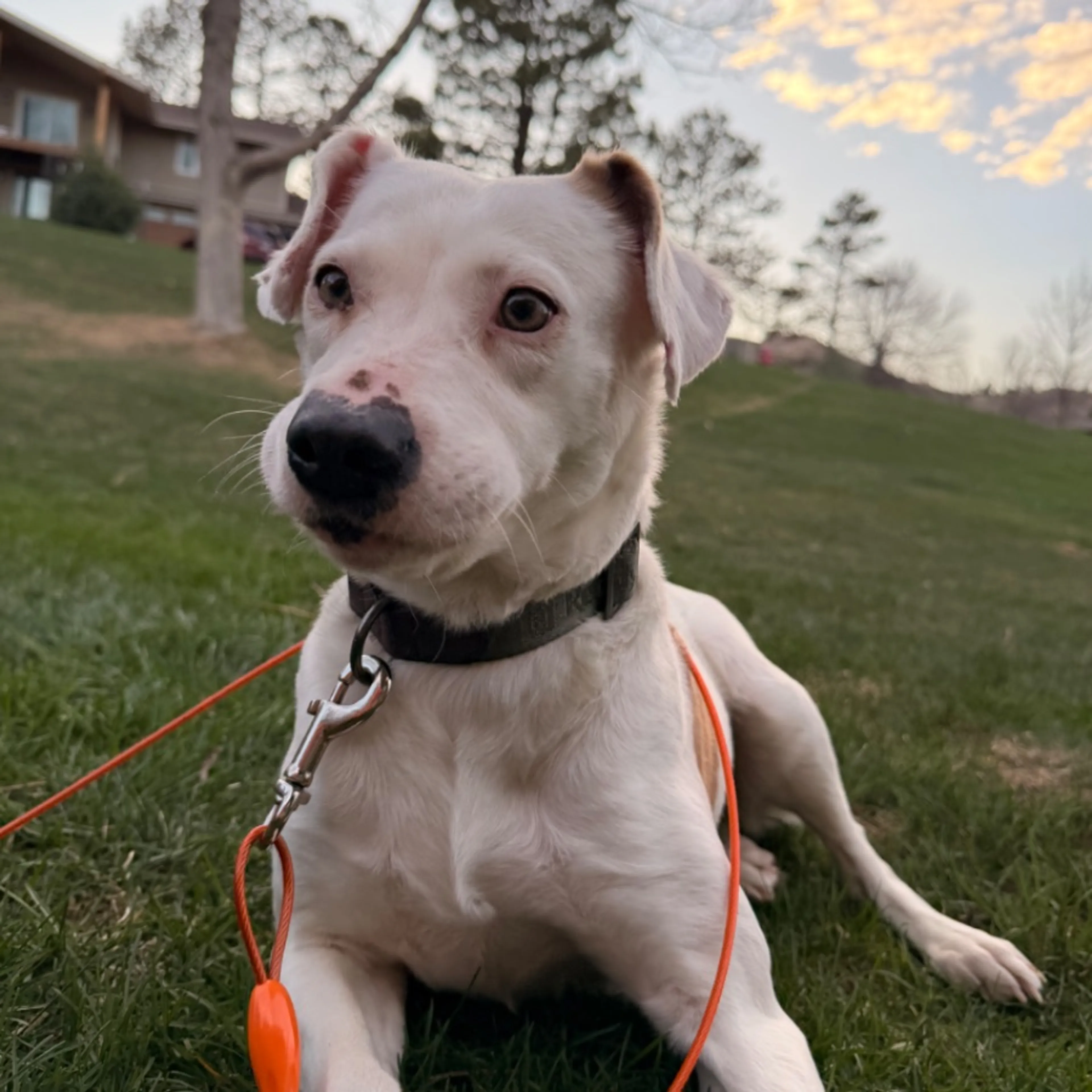 Found pet