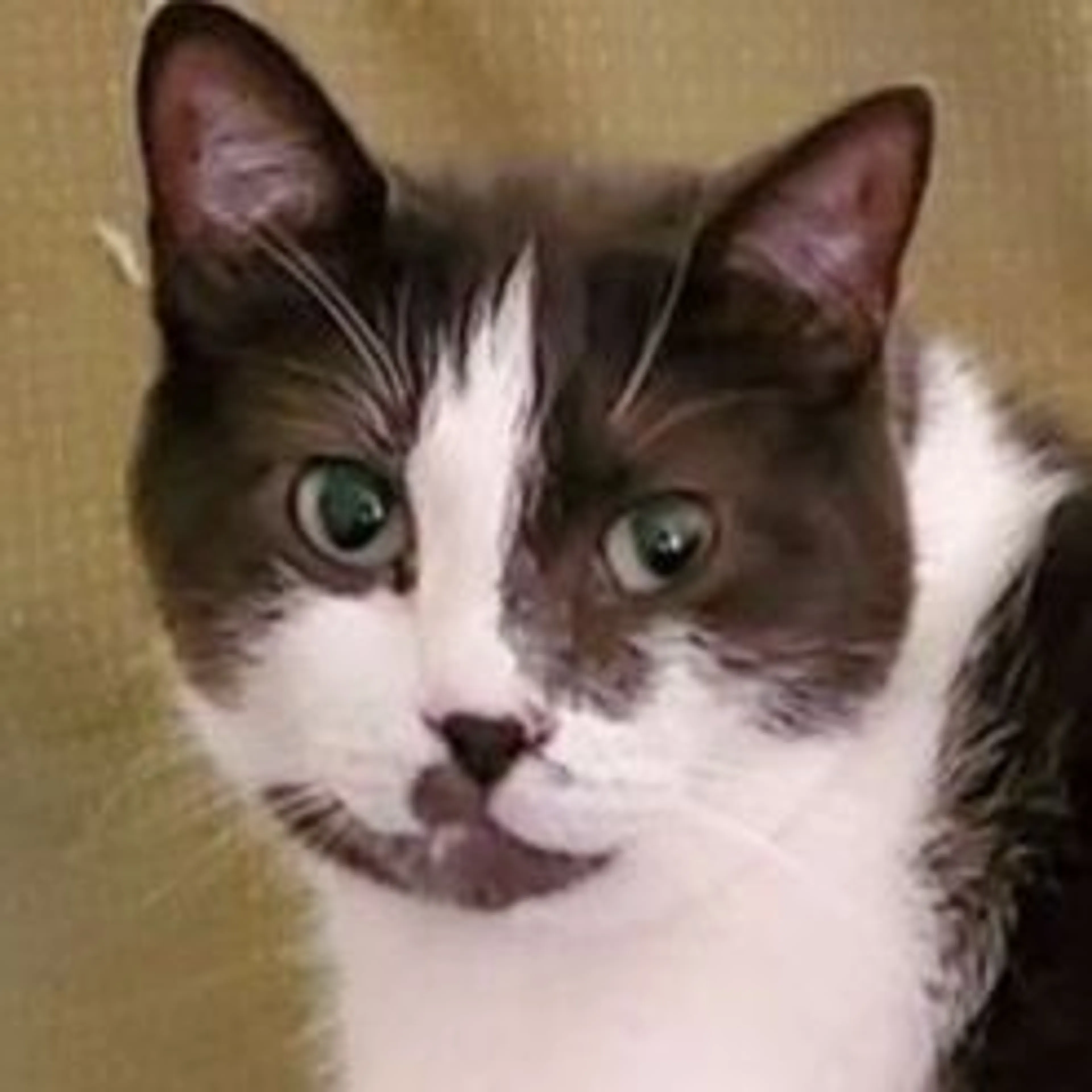 Lost pet