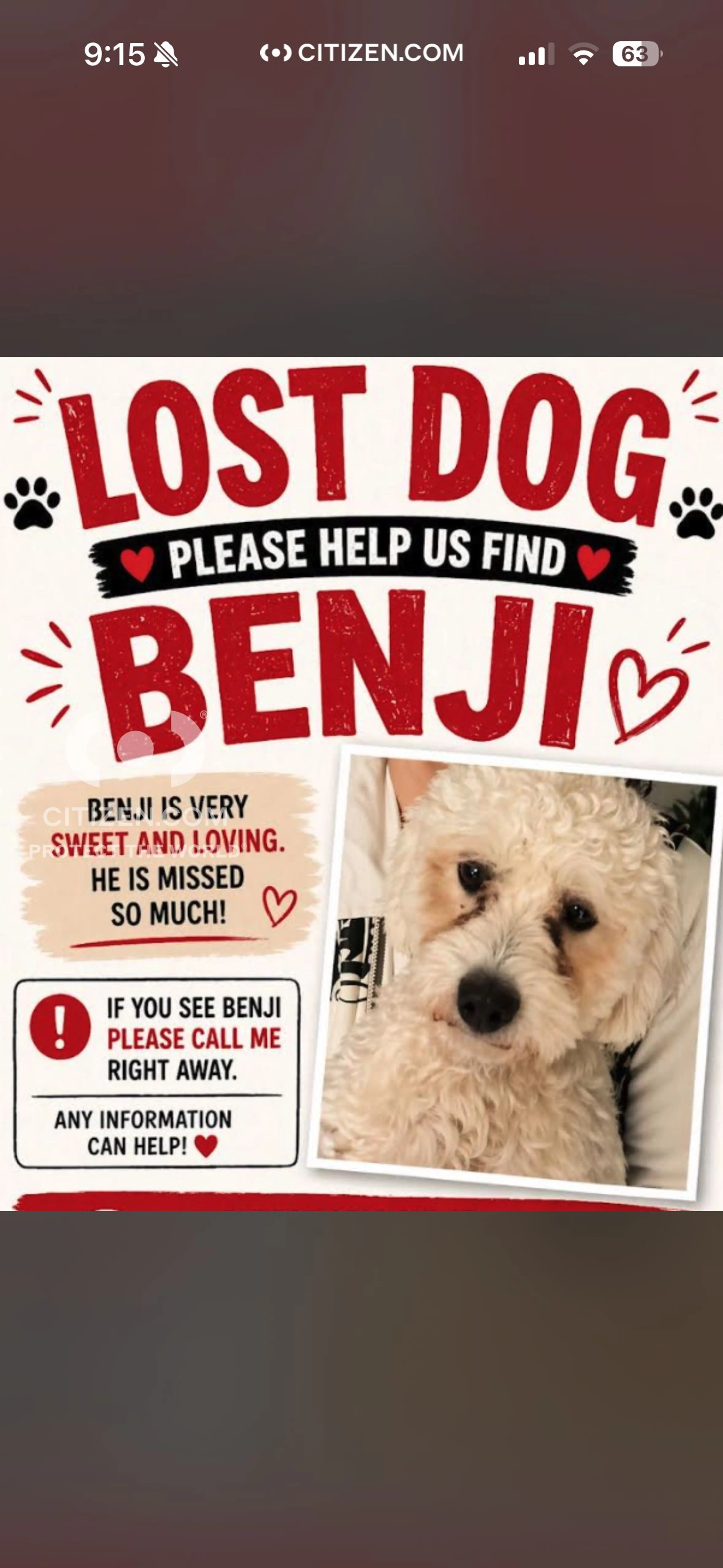 Lost pet-0