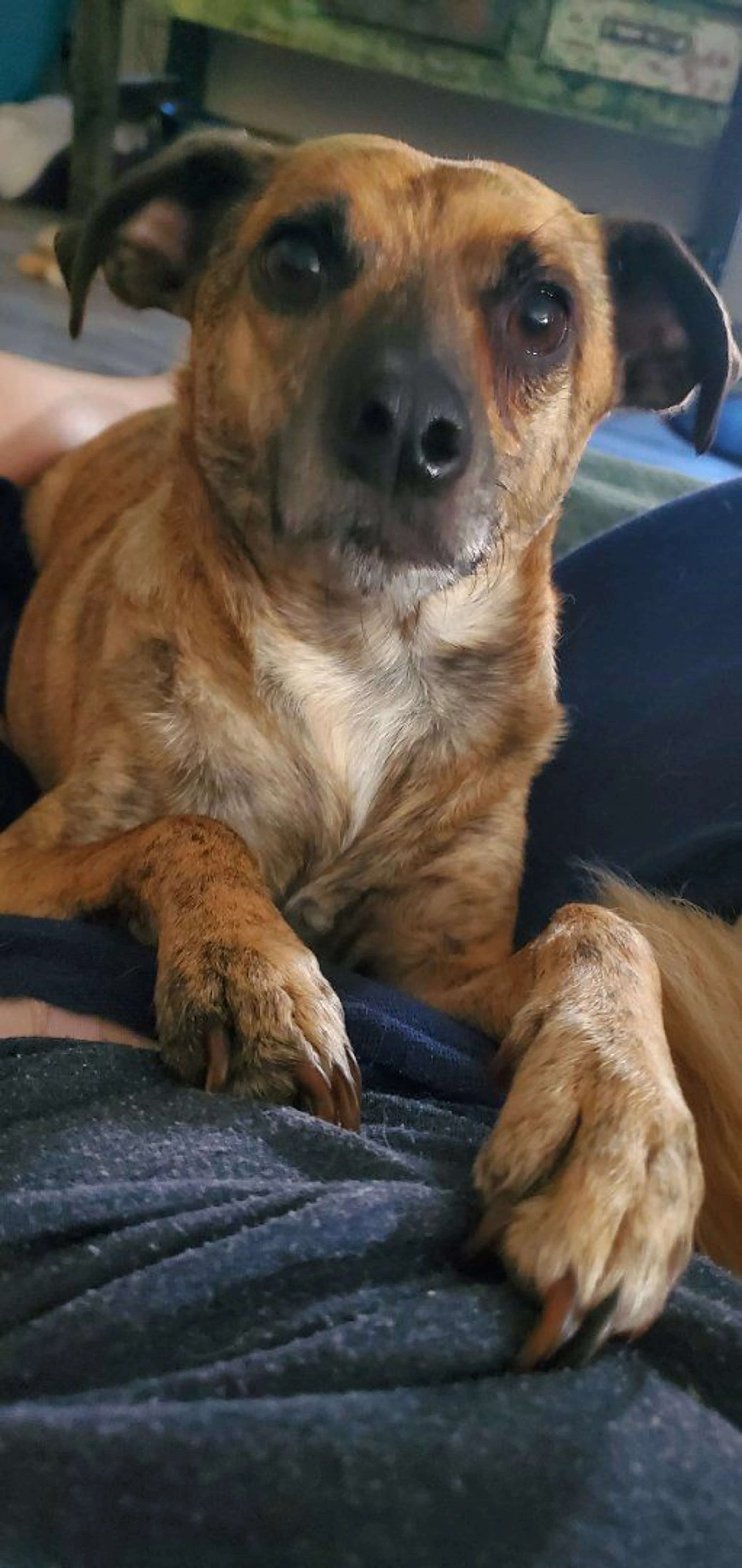 Lost pet-2