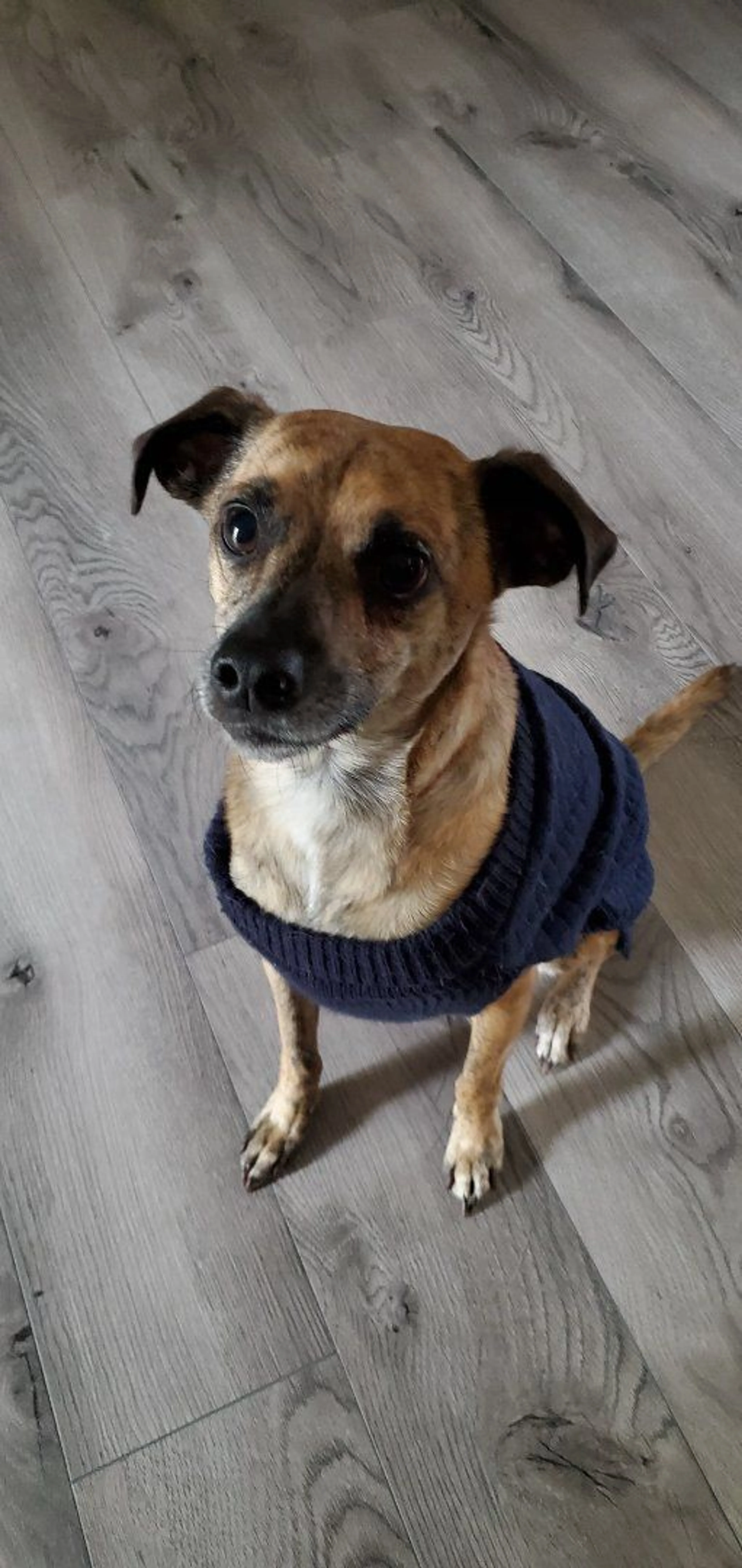 Lost pet-3