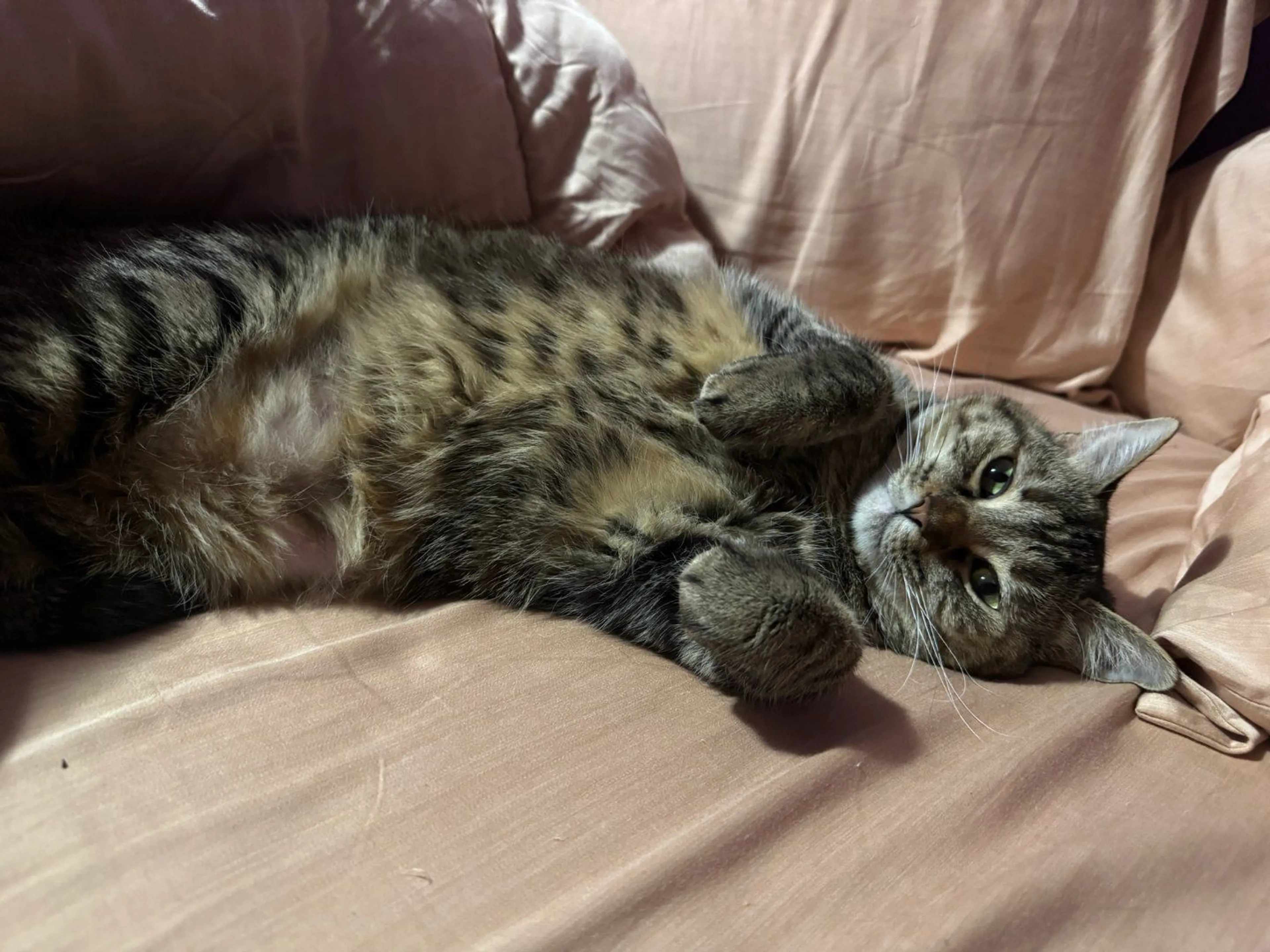 Lost pet-1
