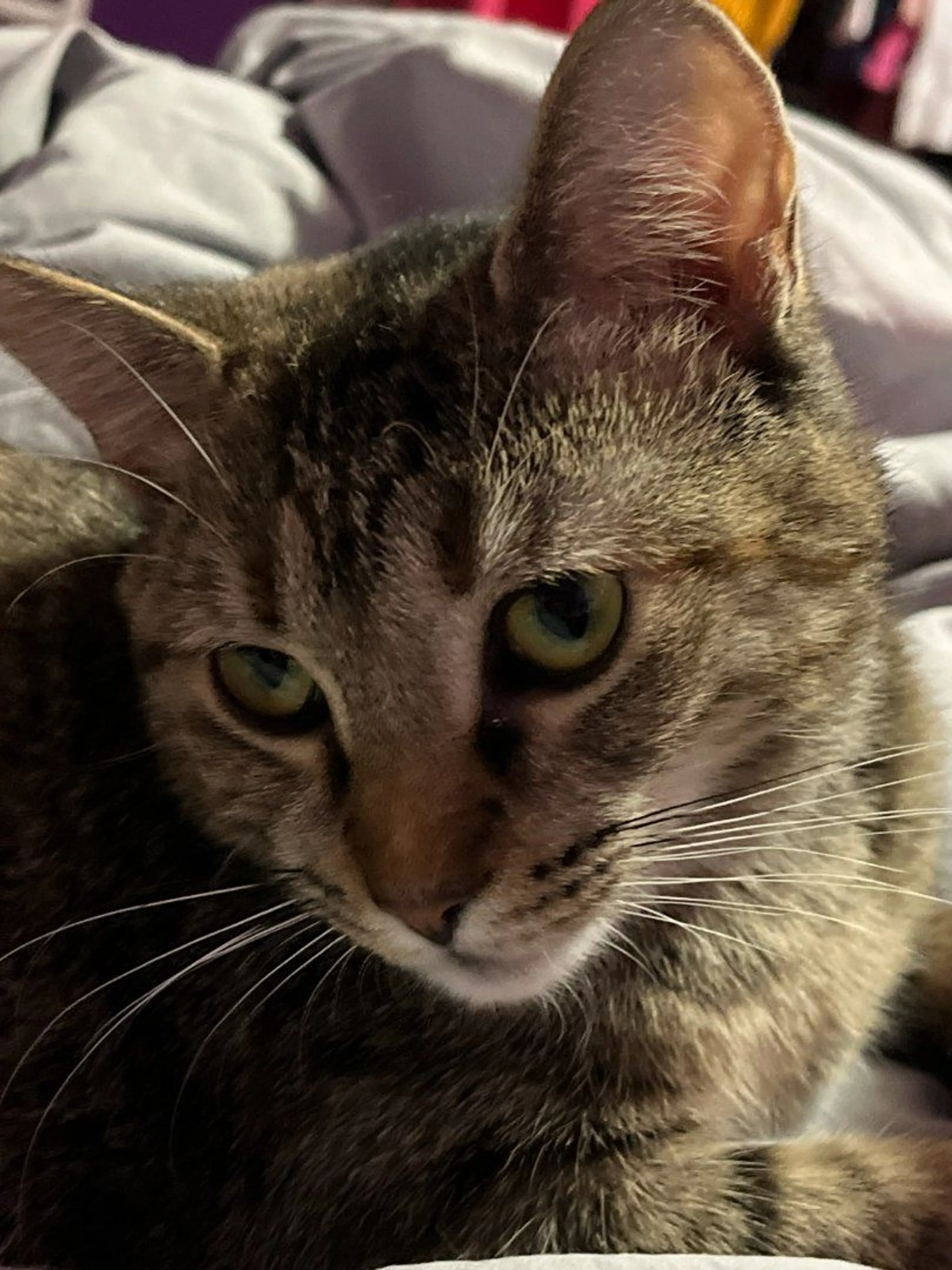 Lost pet-0
