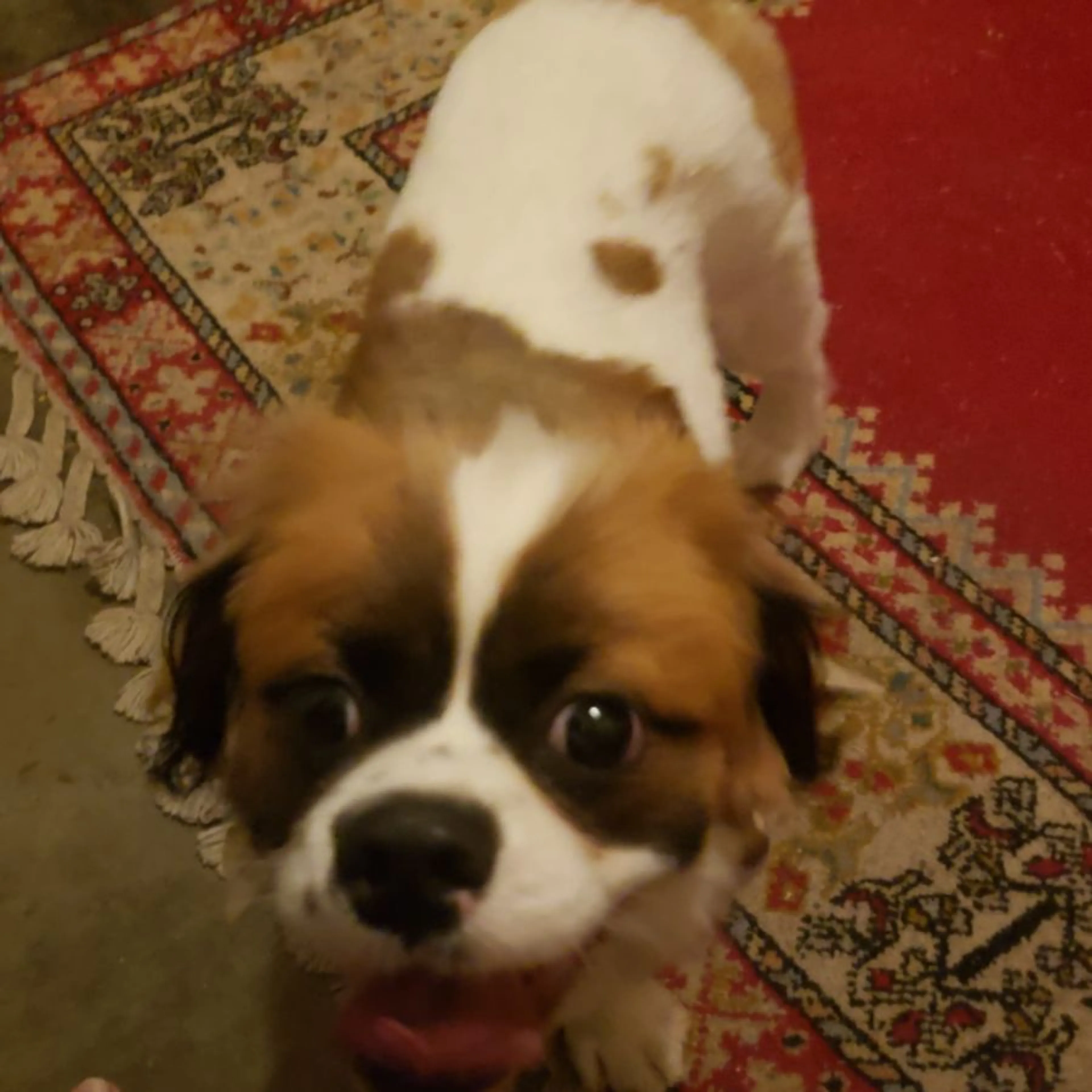 Found pet