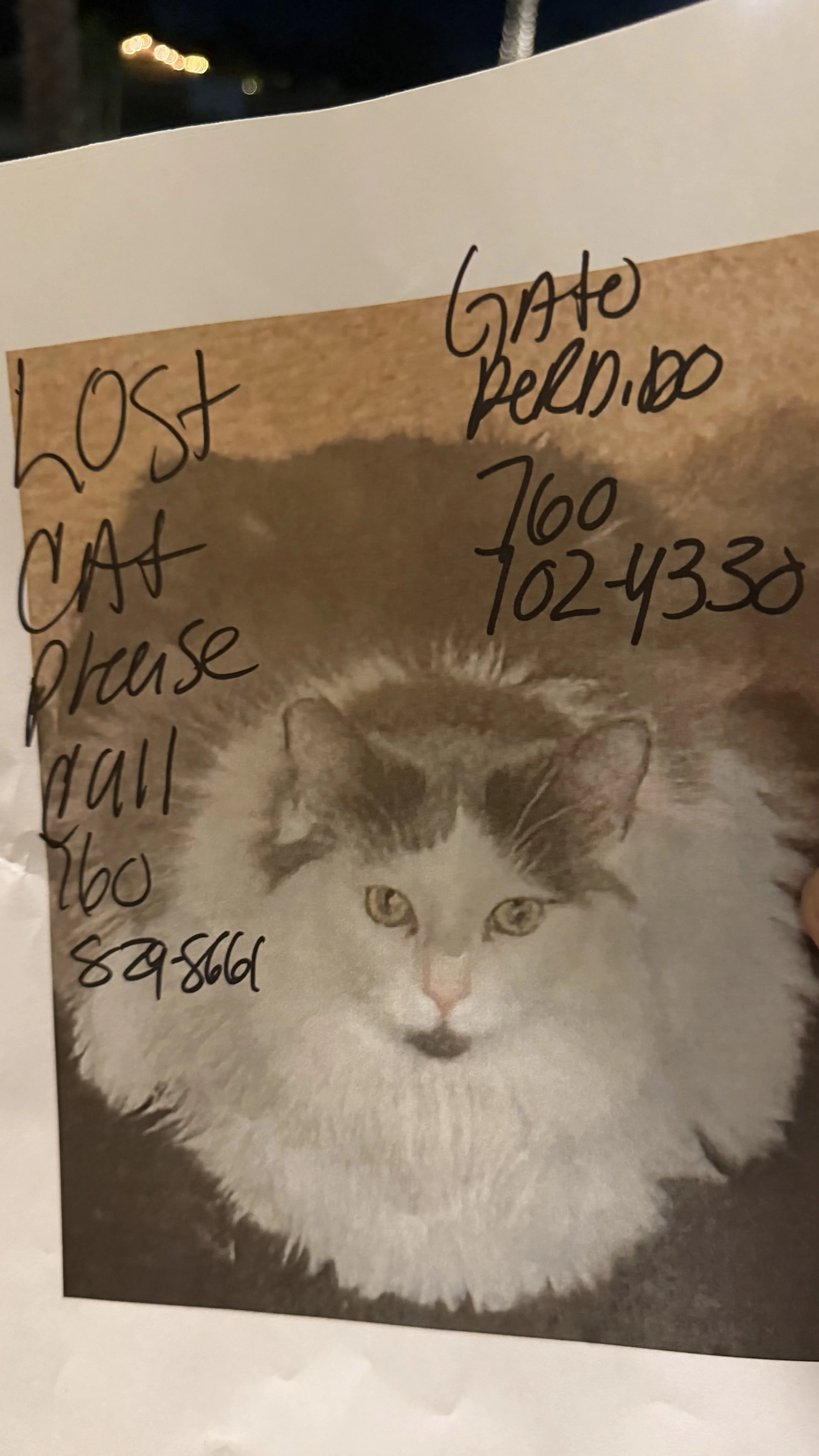 Lost pet