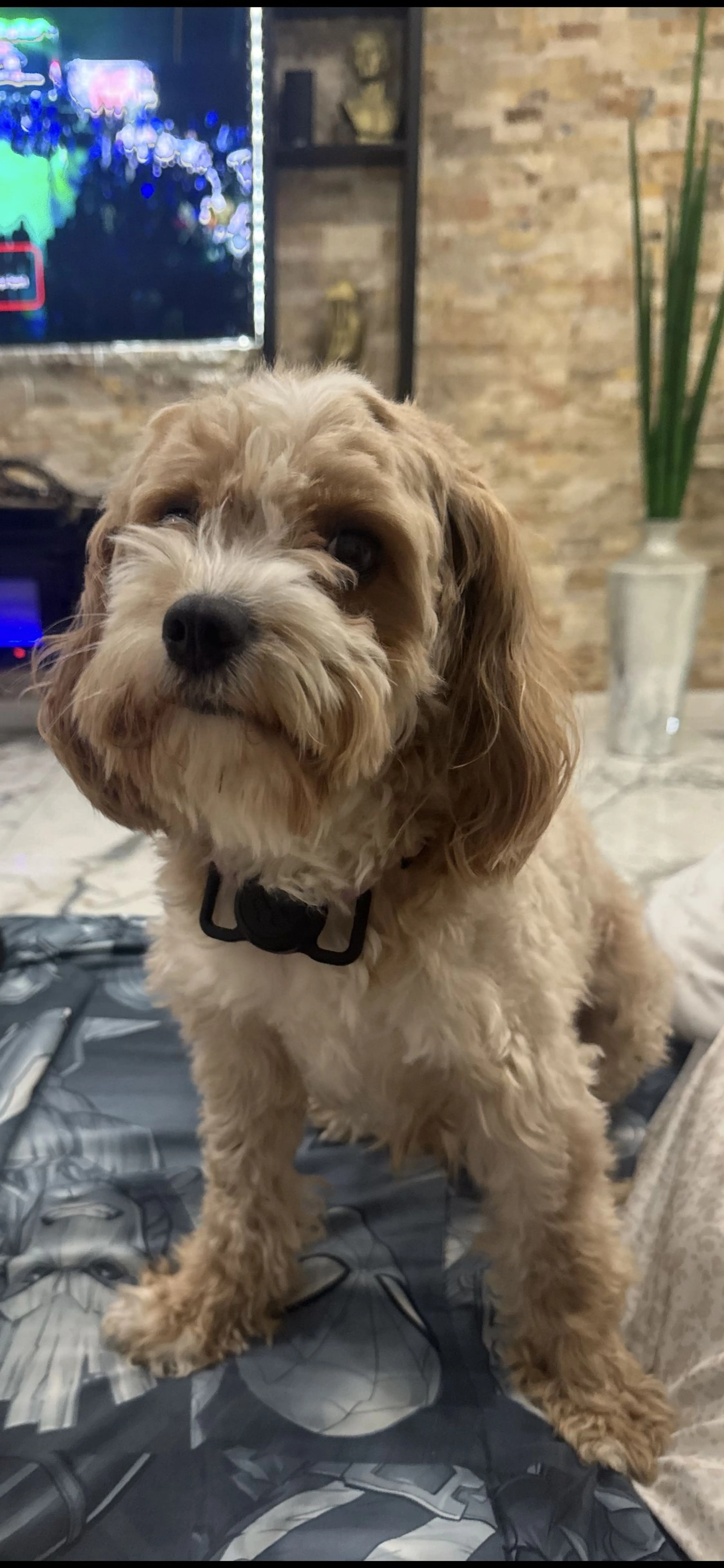 Lost pet