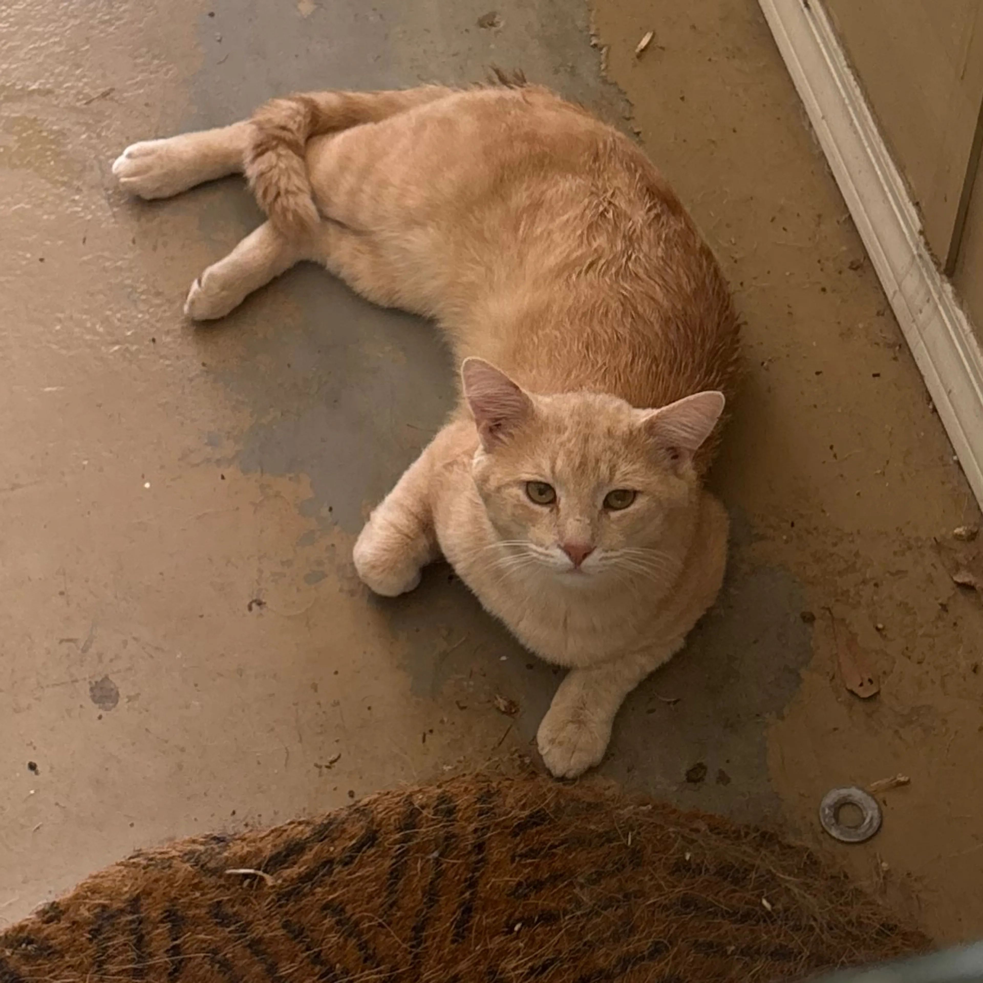 Lost pet-2