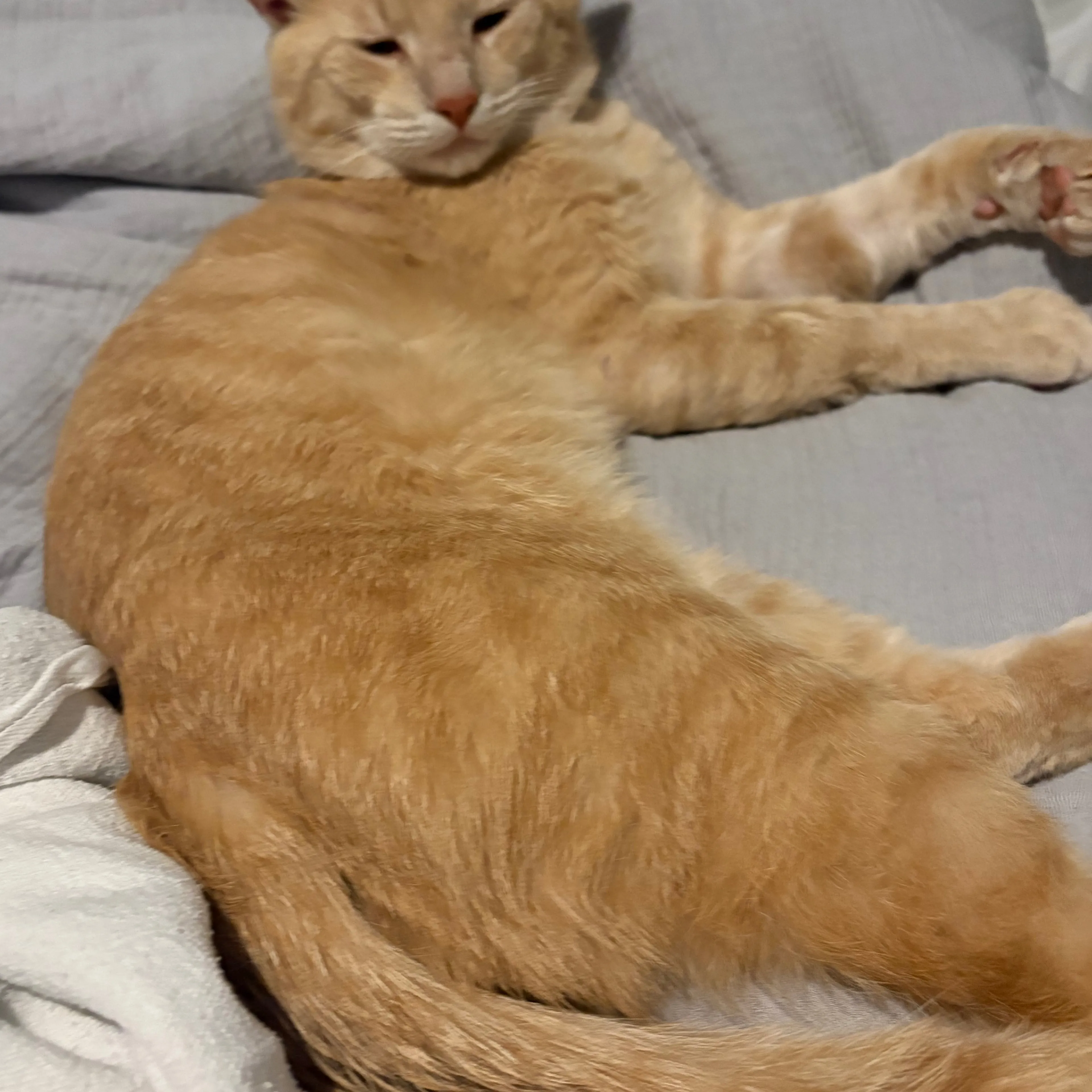 Lost pet-1