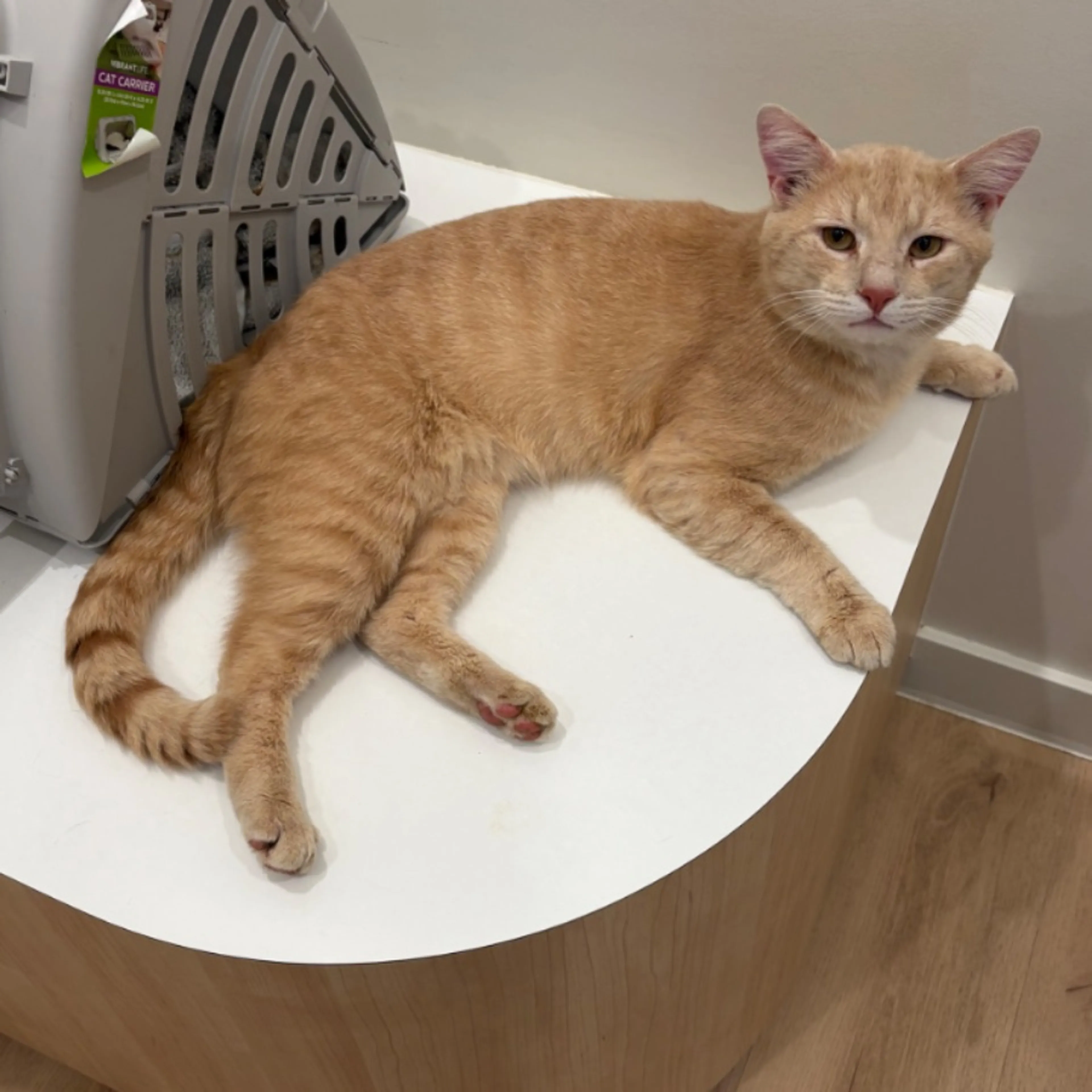 Lost pet-0