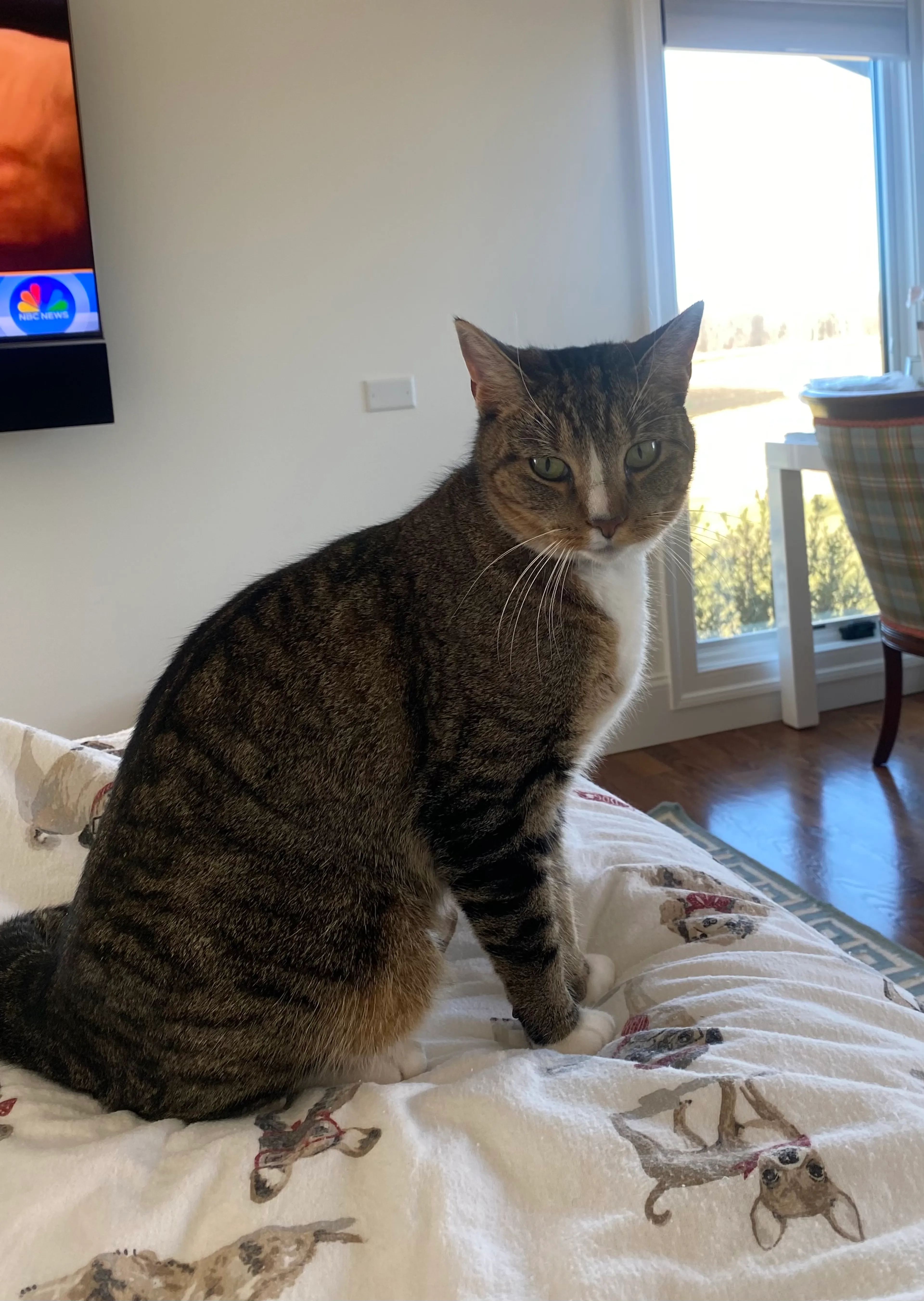 Lost pet