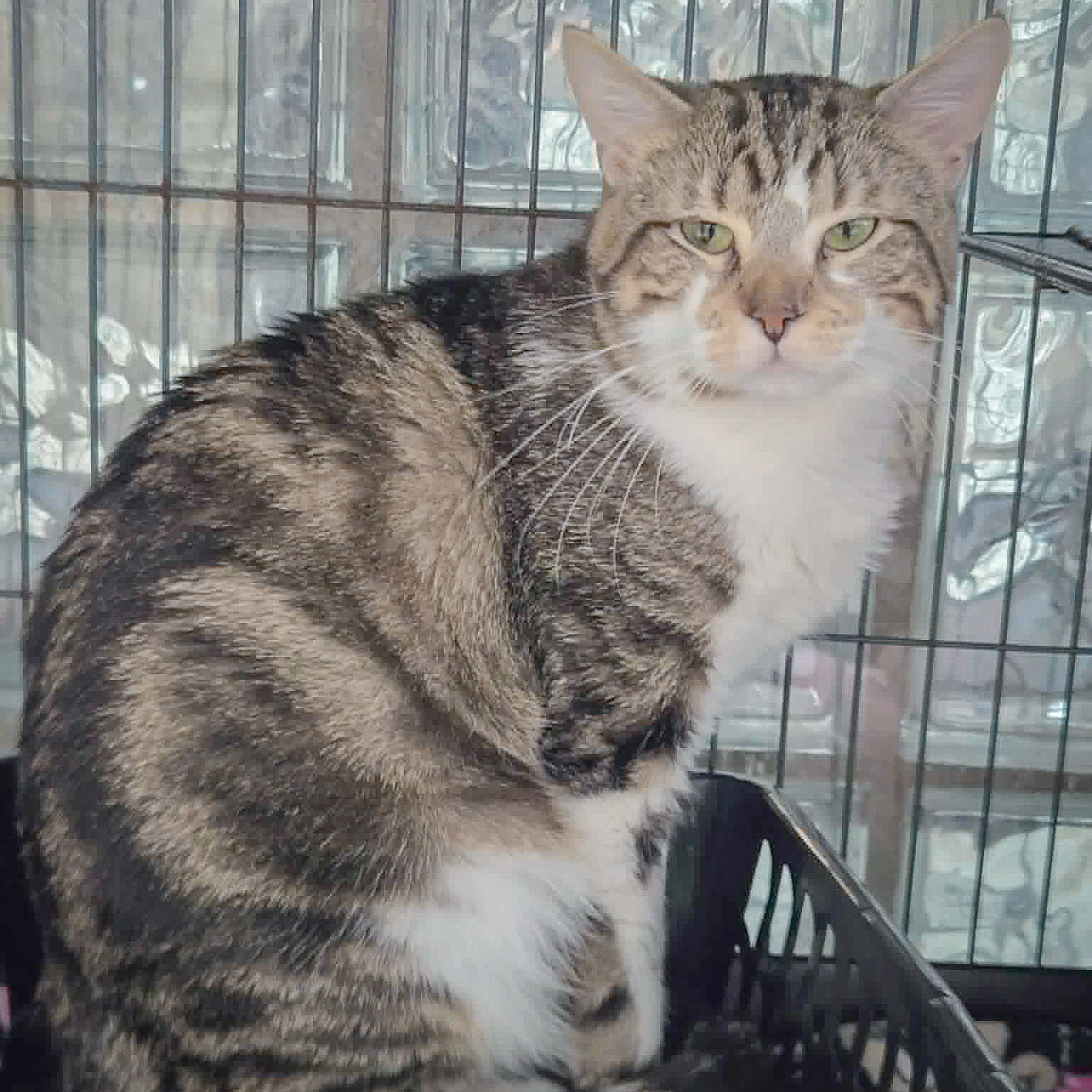 Found pet-1