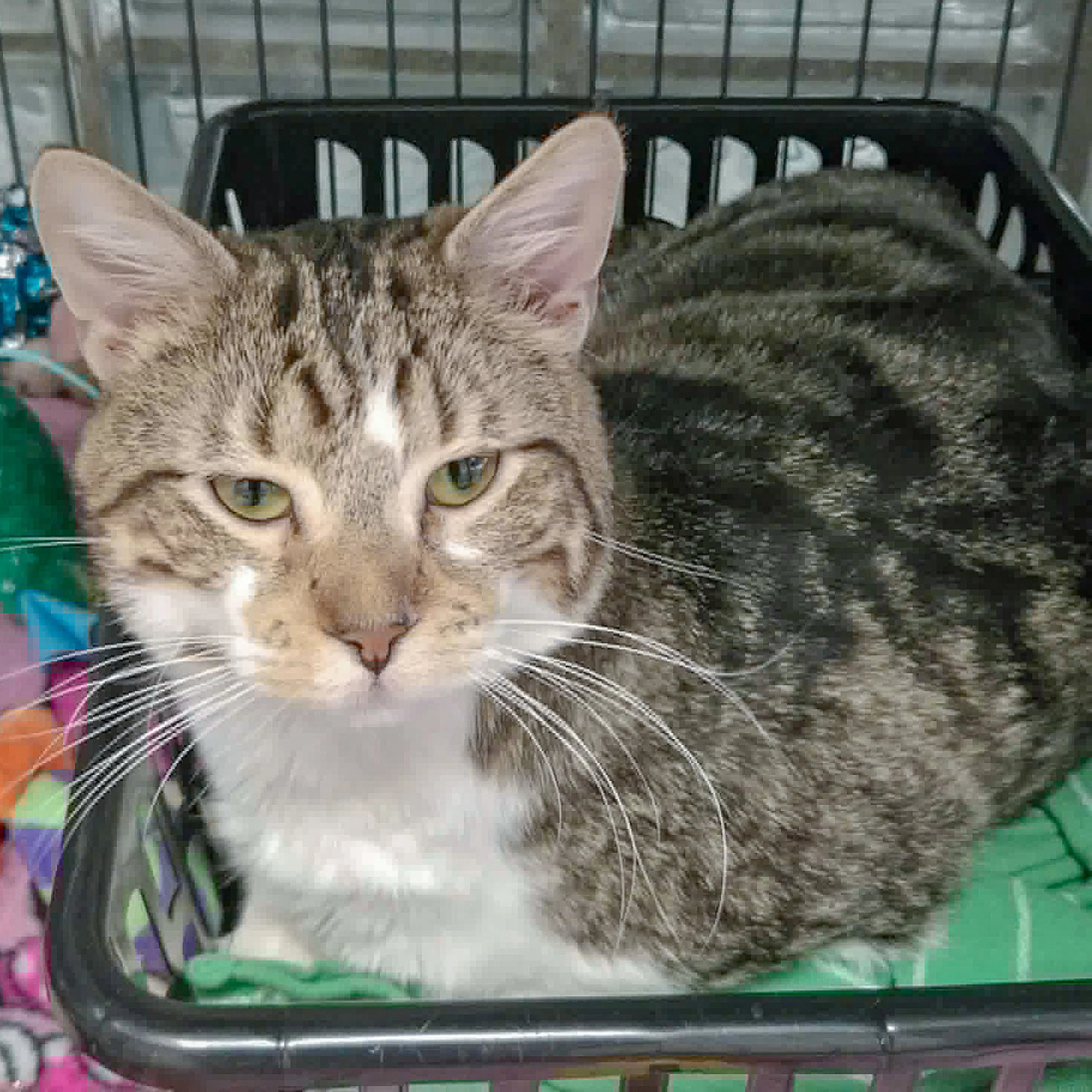 Found pet-2