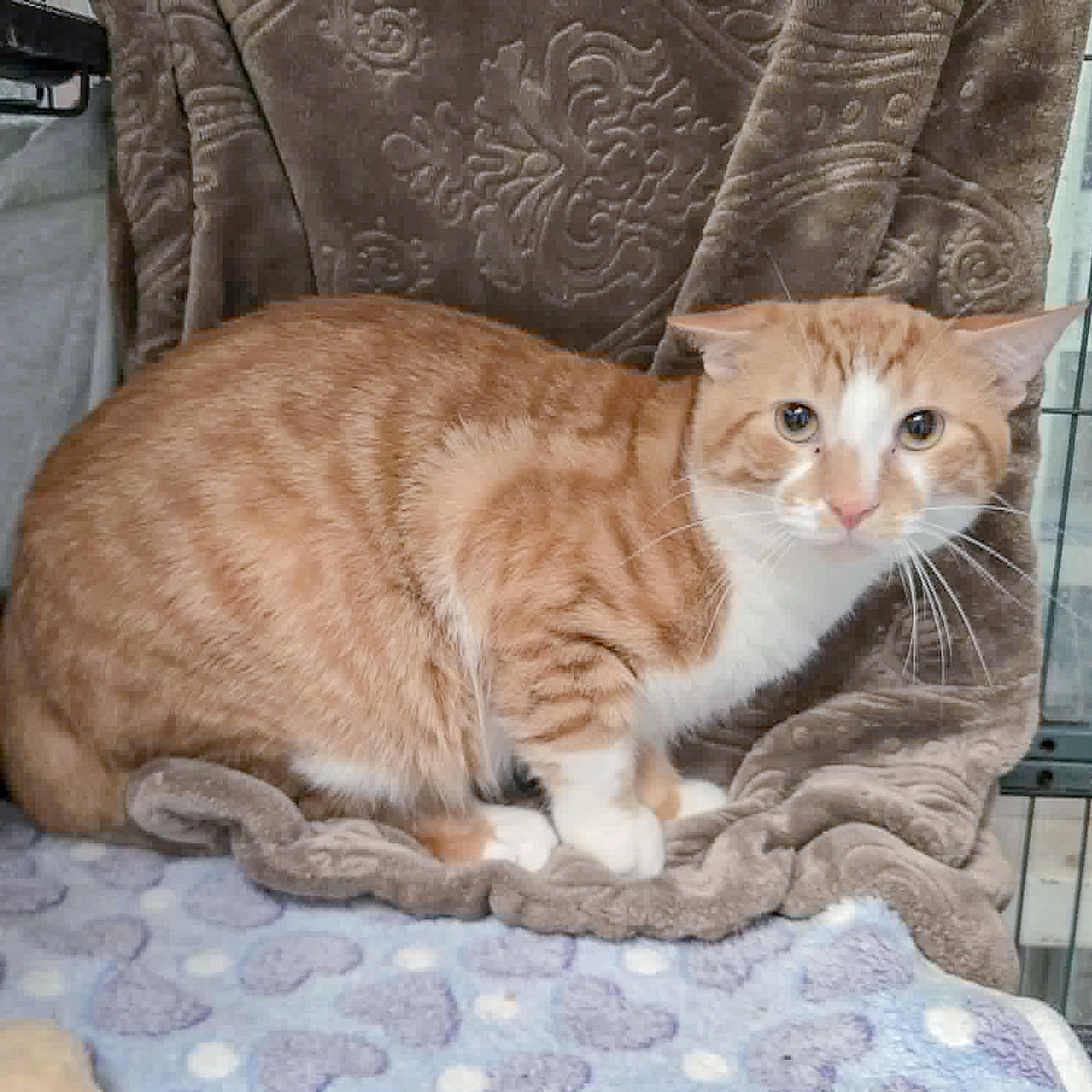 Found pet-1