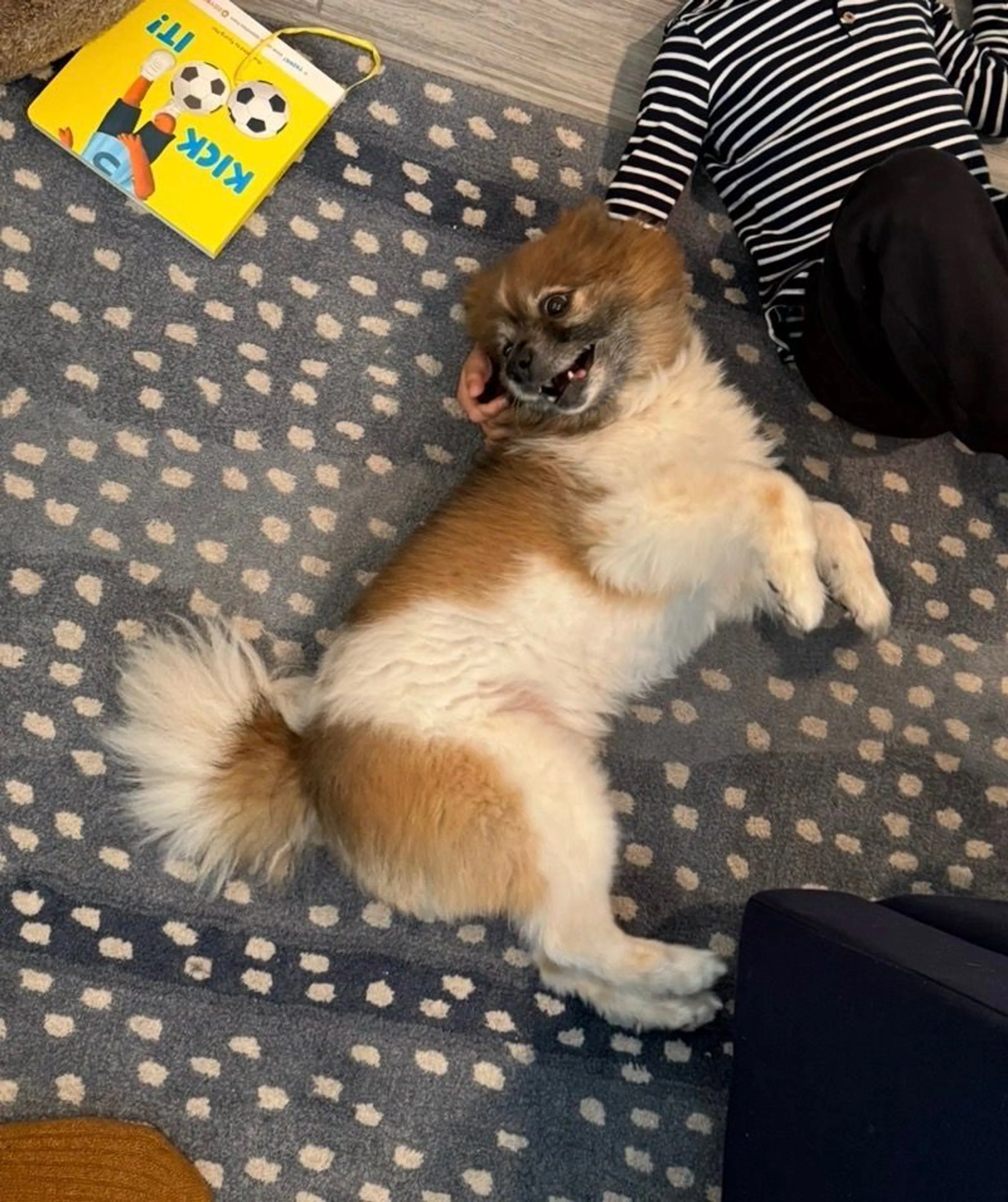 Lost pet
