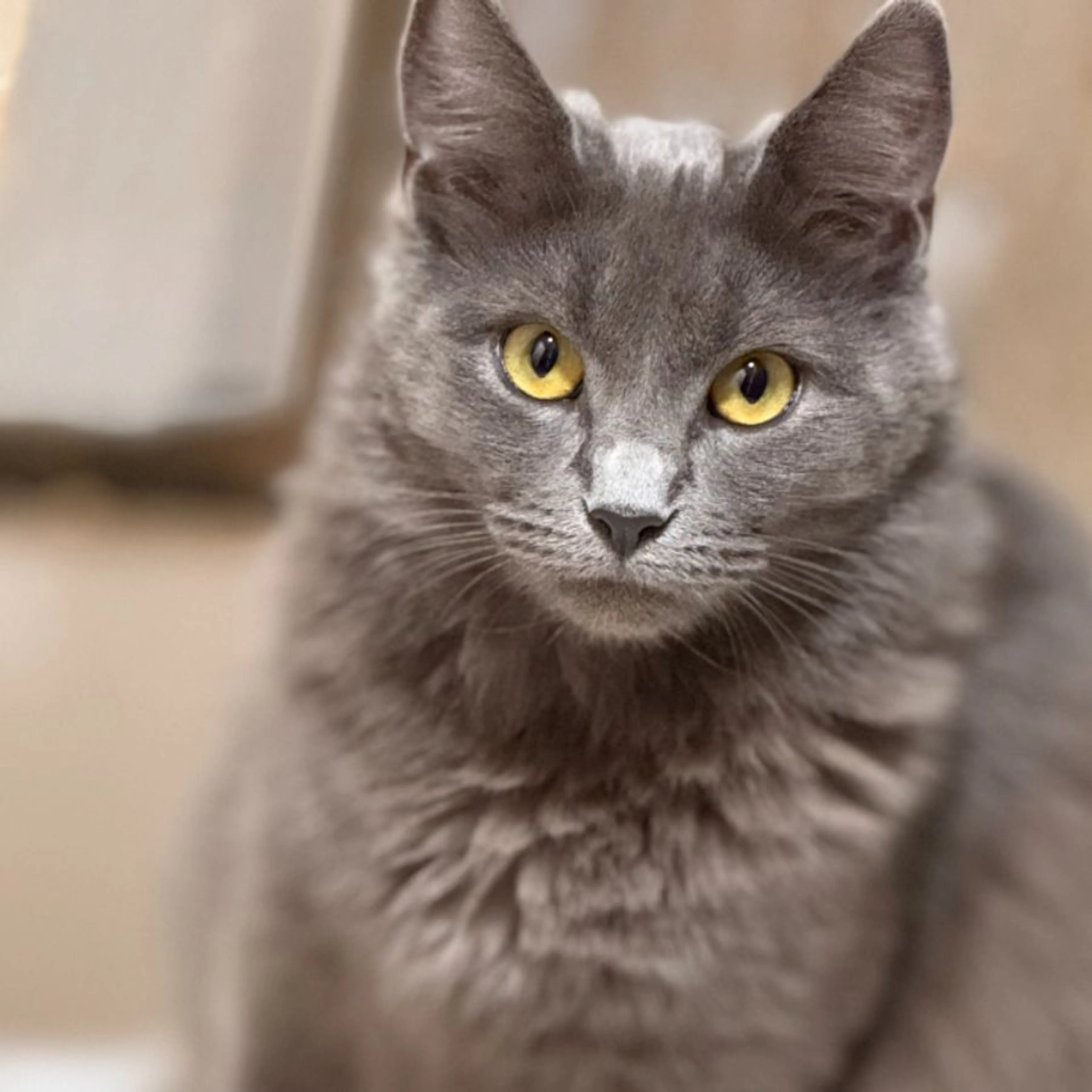 Lost pet