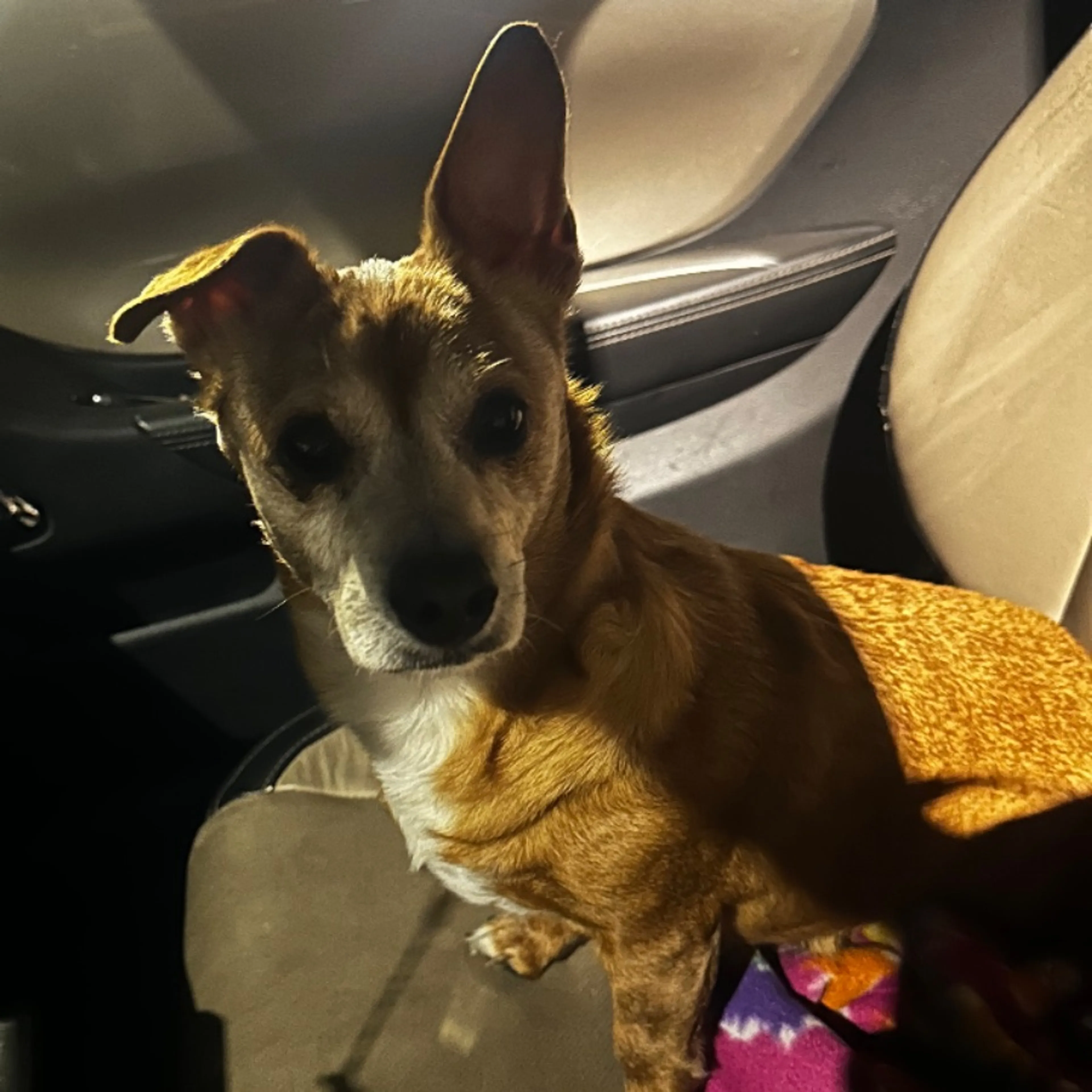 Lost pet