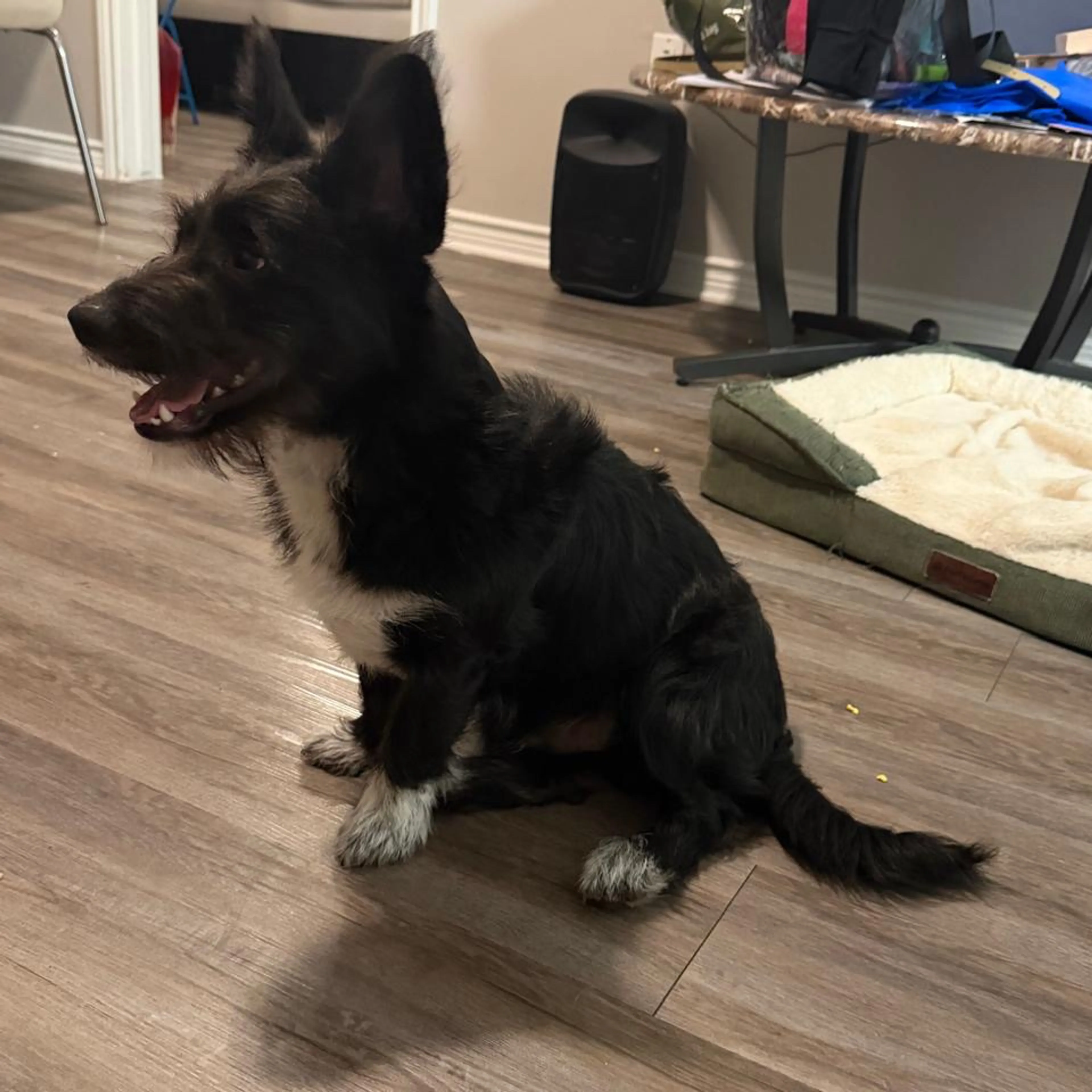 Lost pet-1