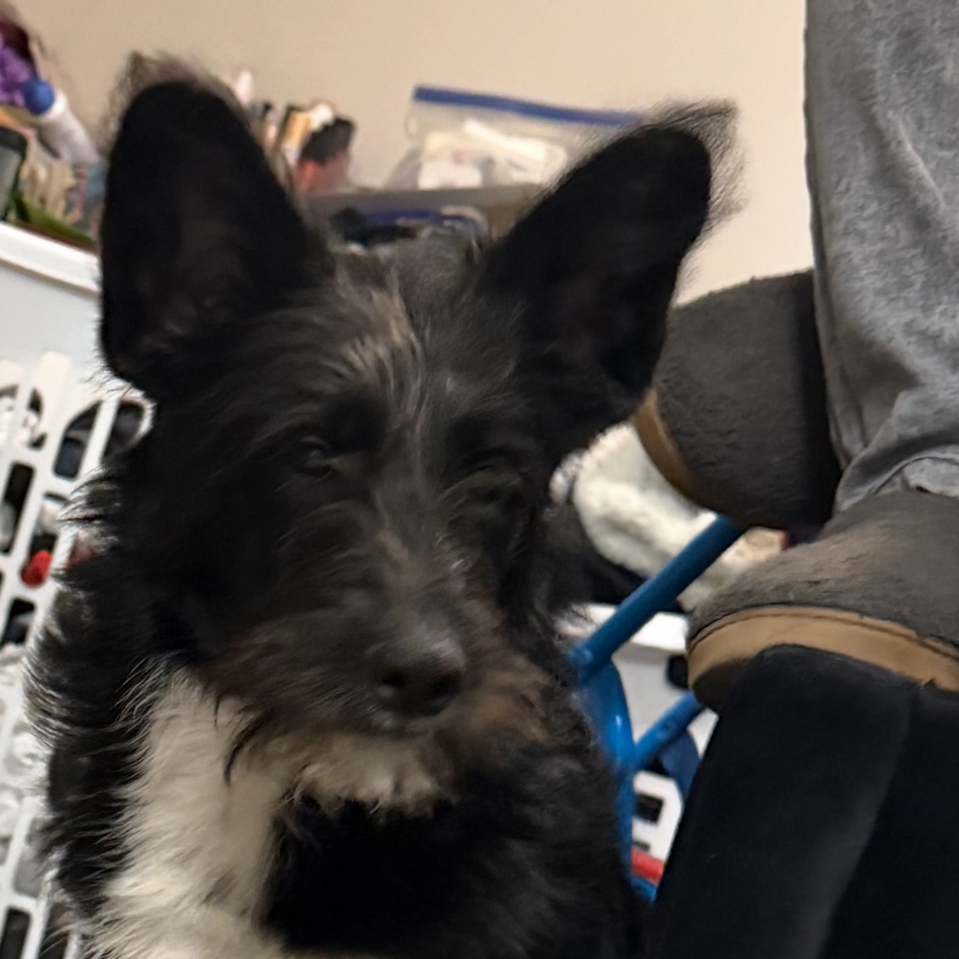 Lost pet-2