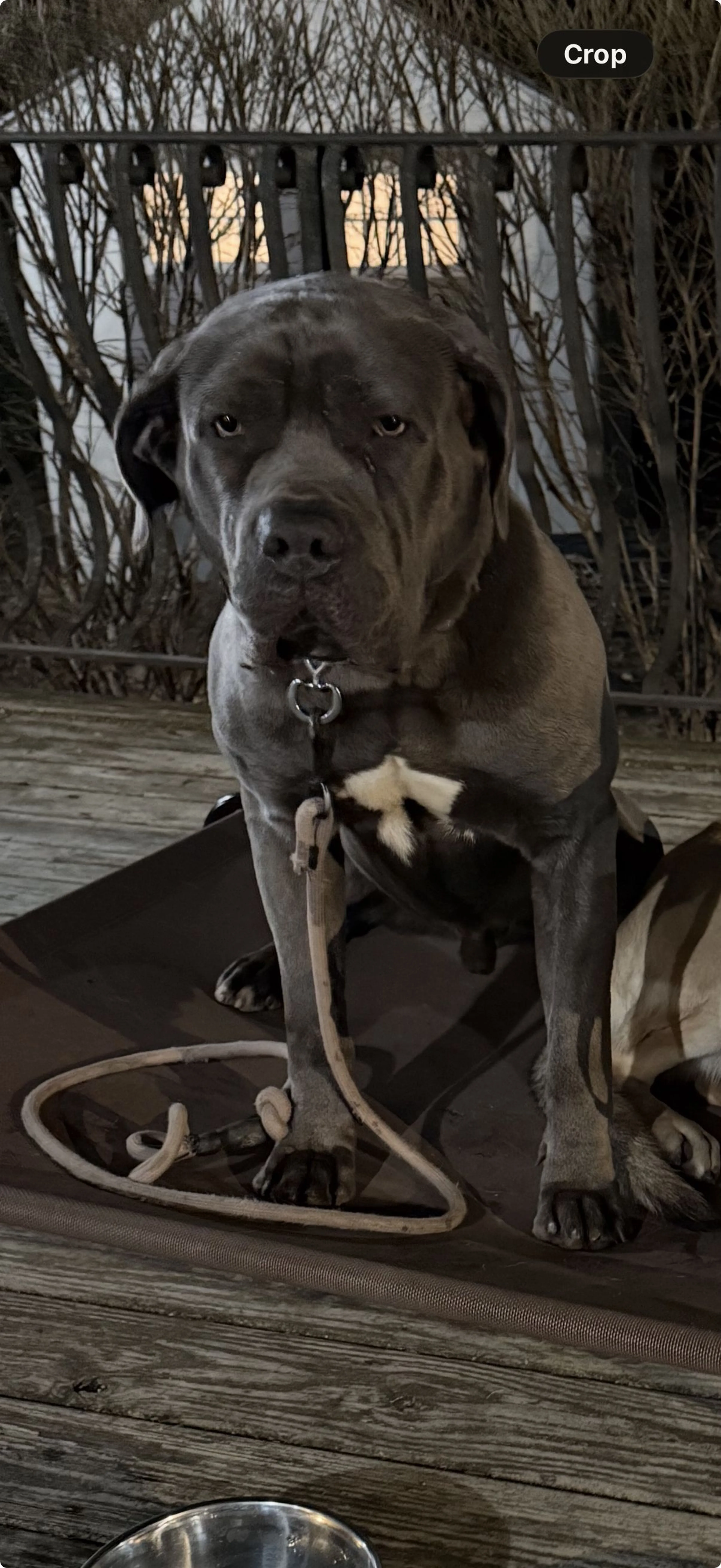 Lost pet