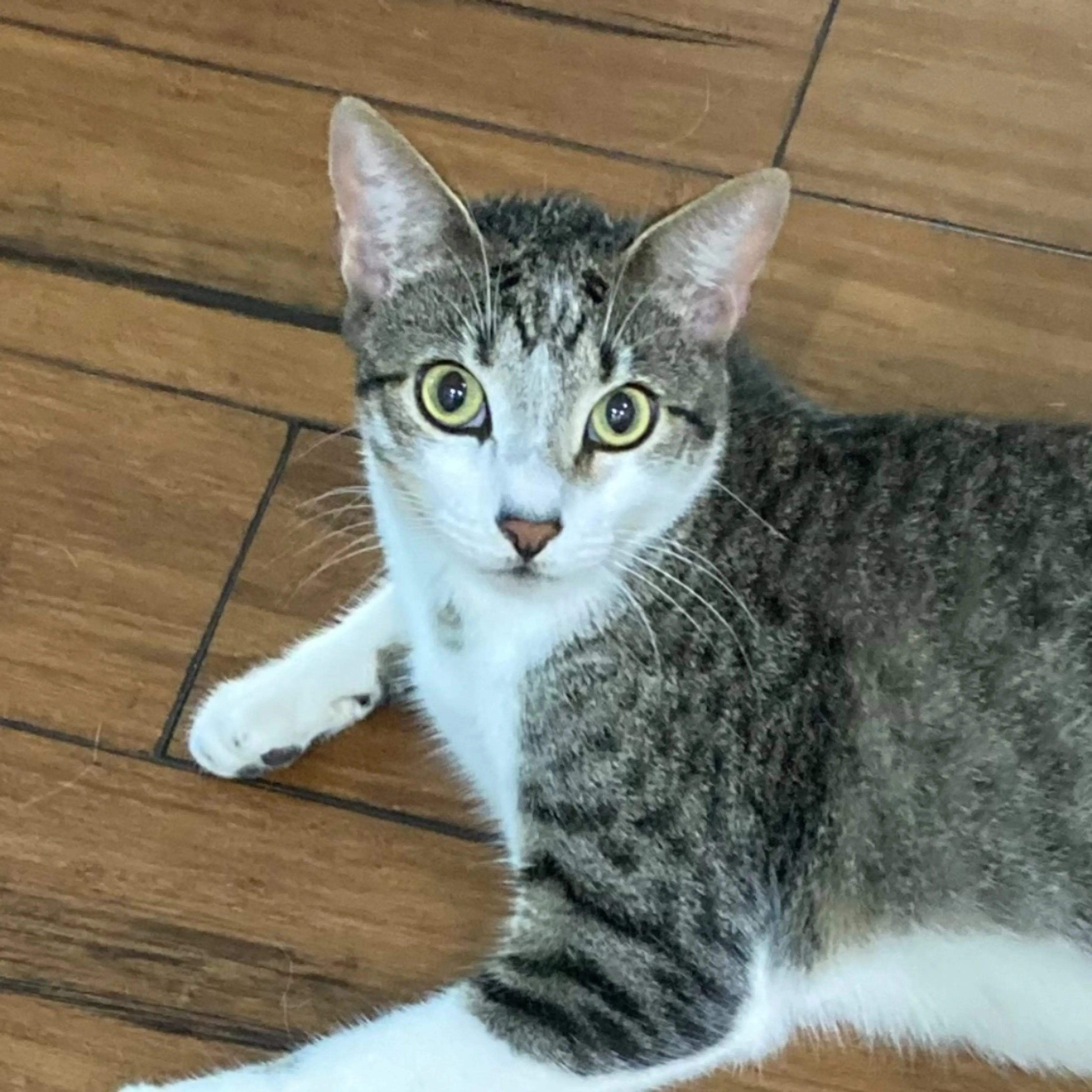 Lost pet