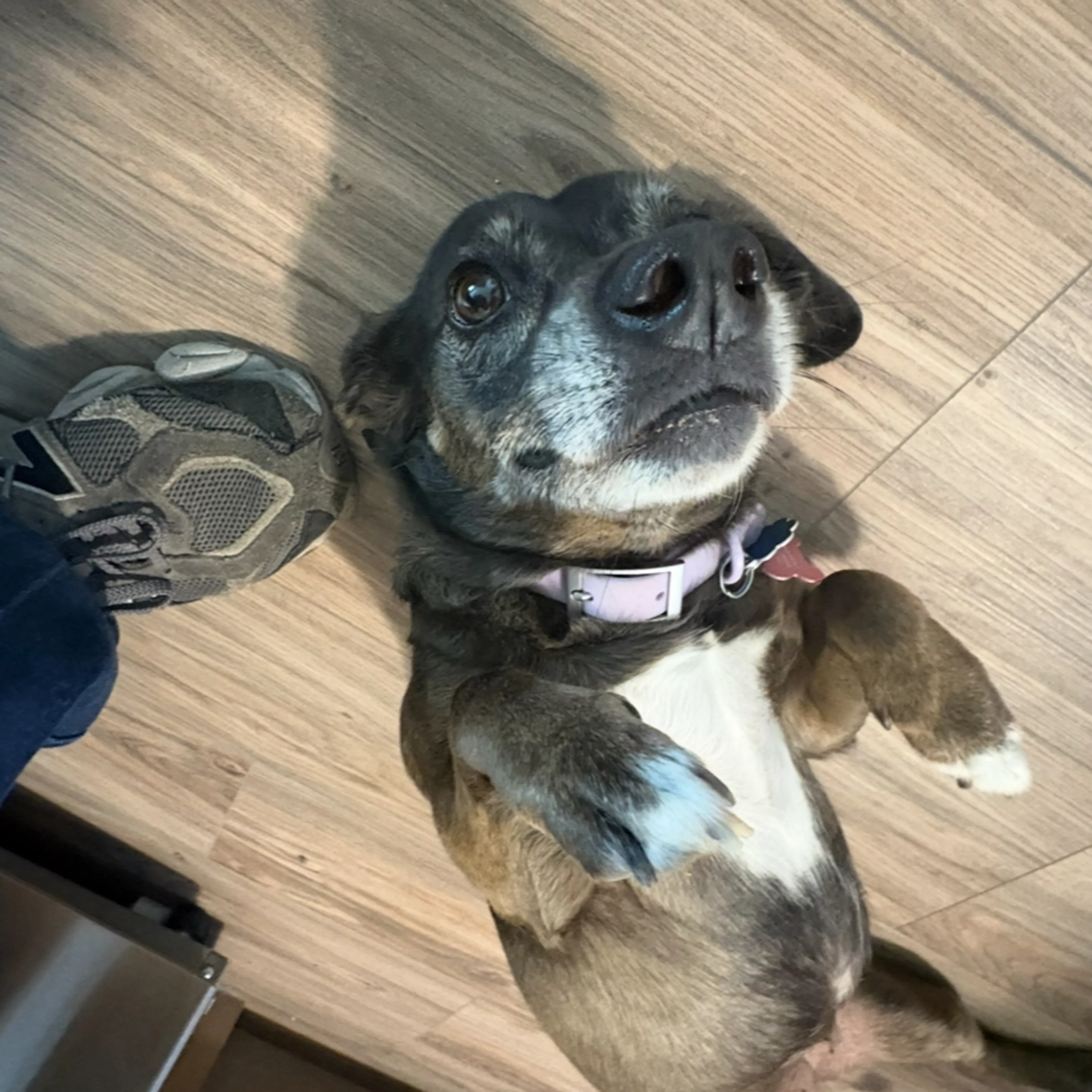 Lost pet-2
