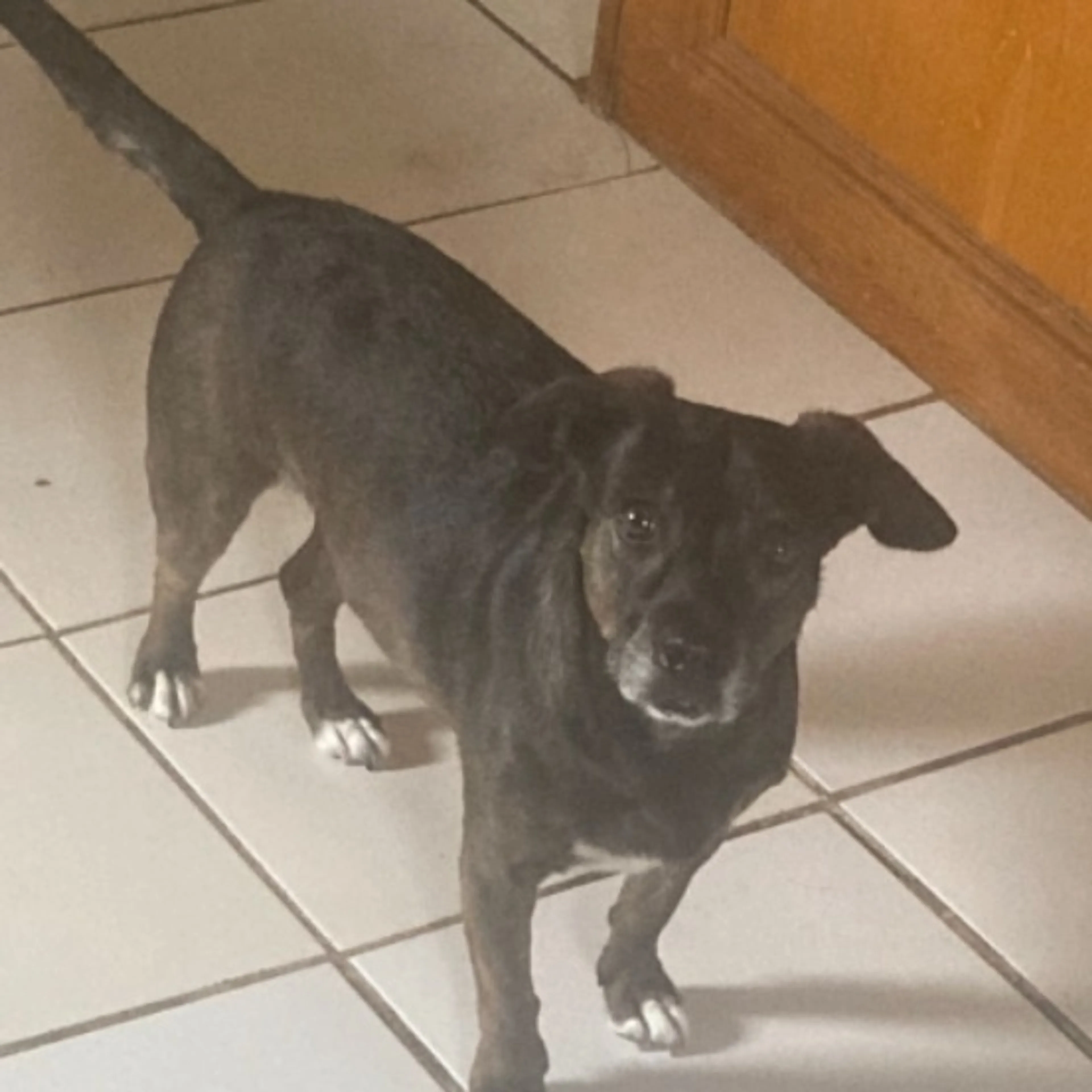 Lost pet-0