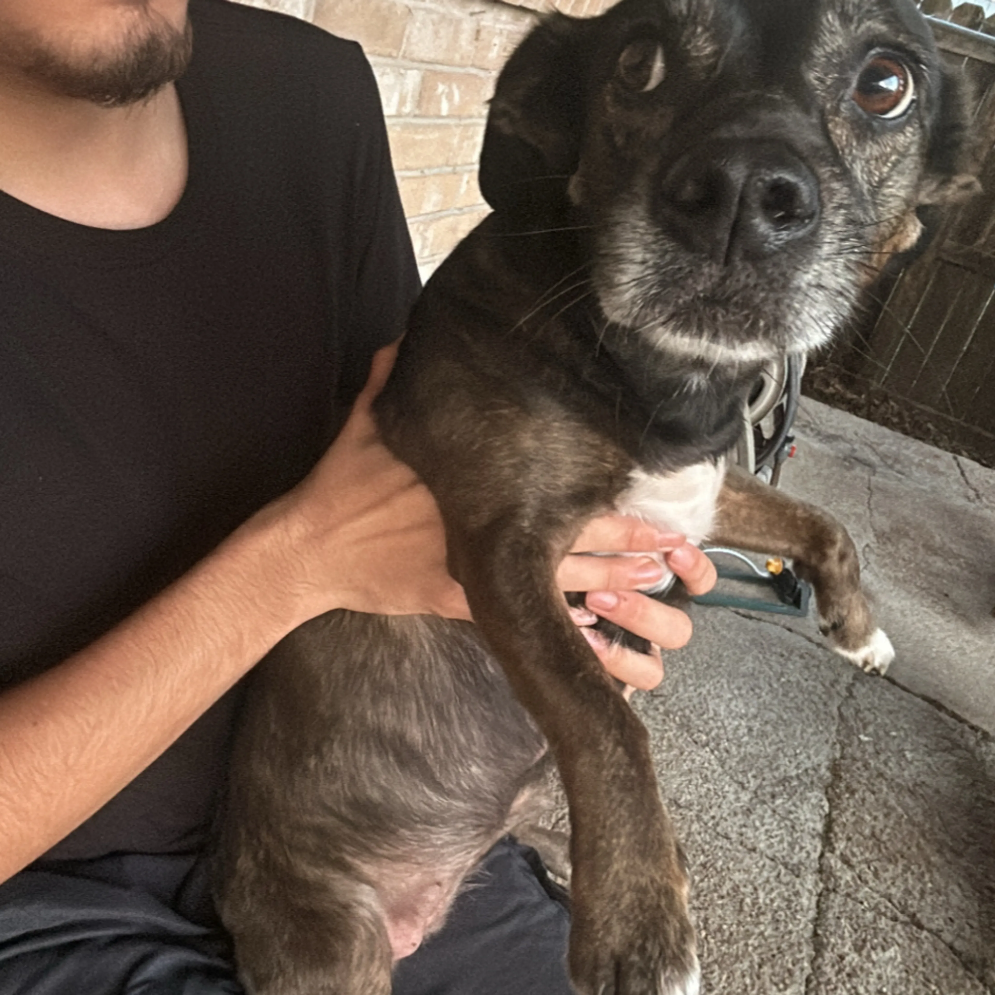 Lost pet-1