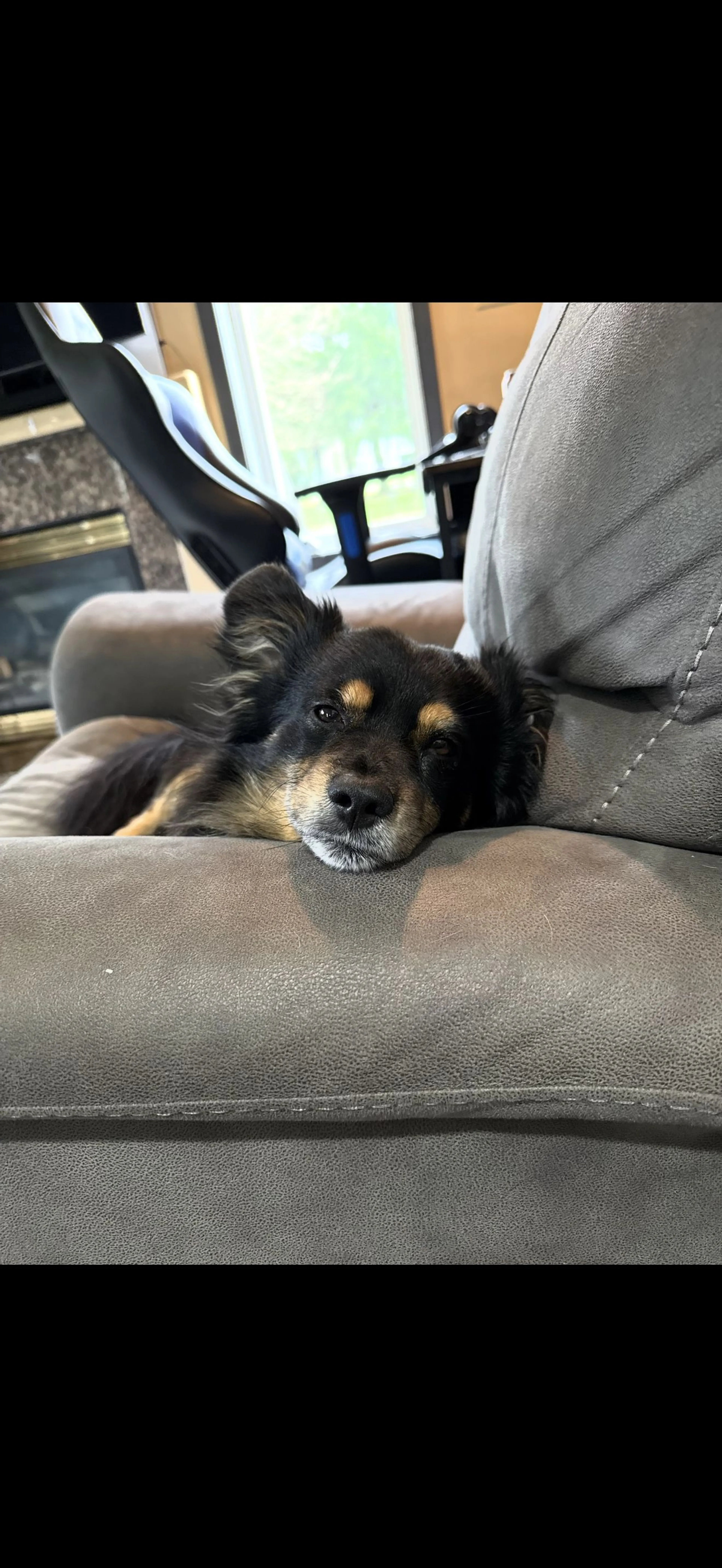 Lost pet-1