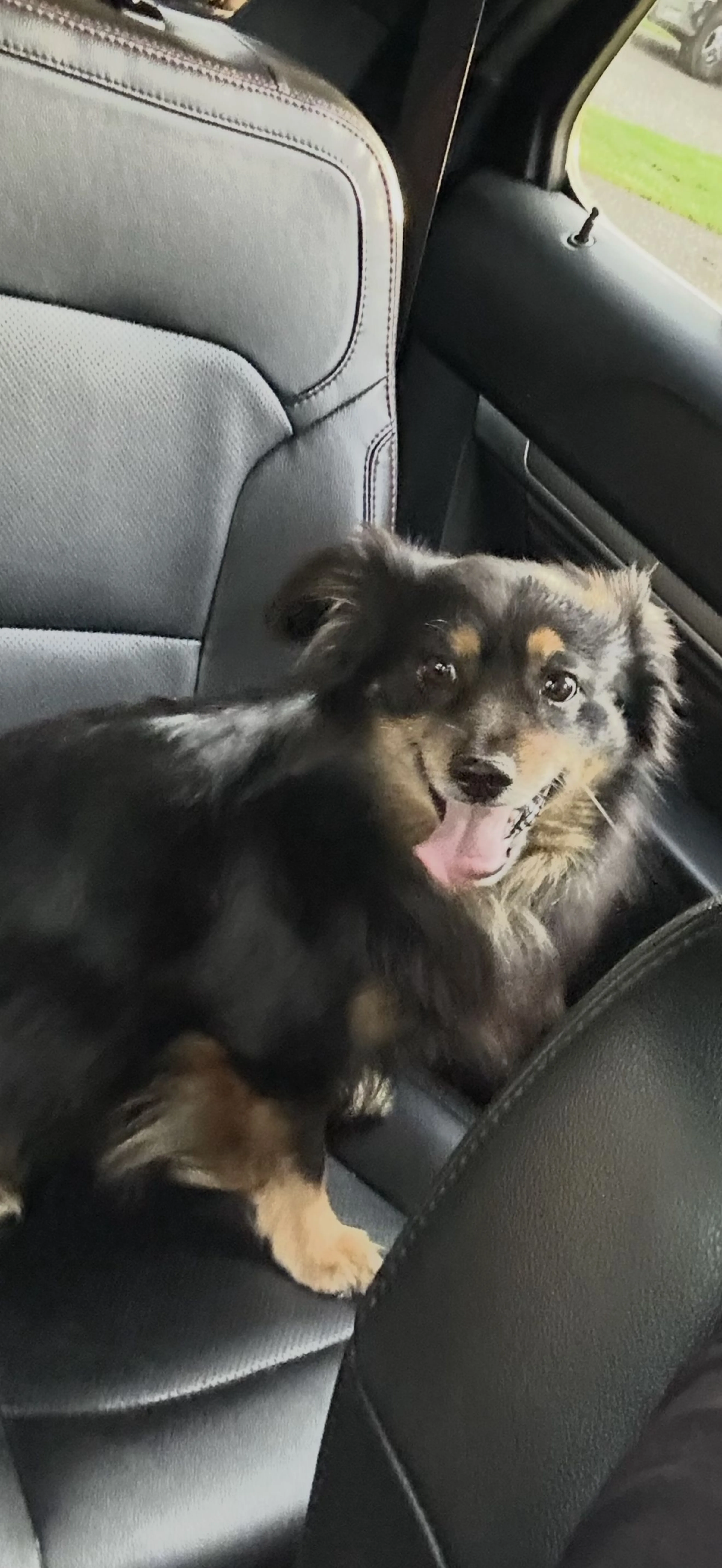 Lost pet-2