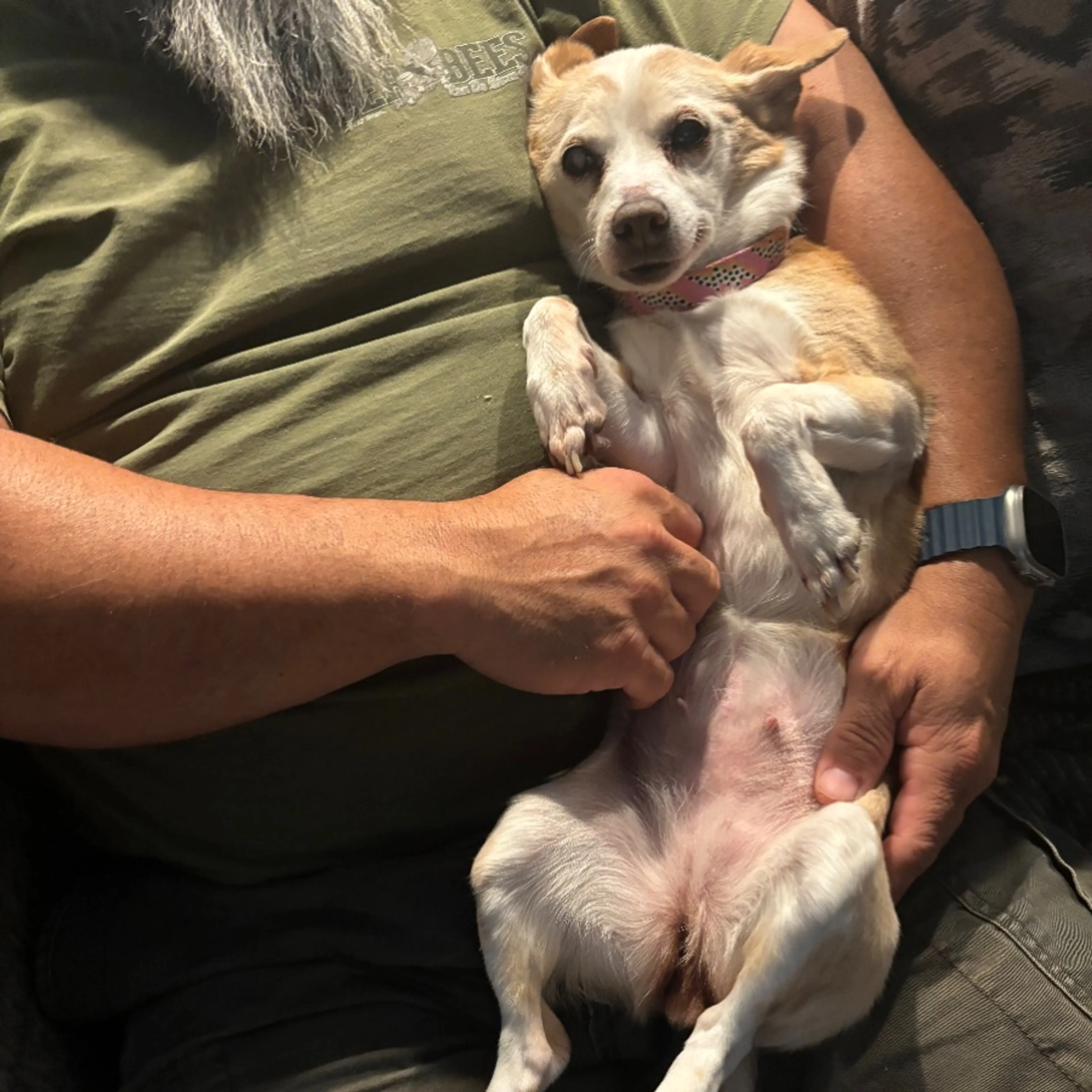 Lost pet