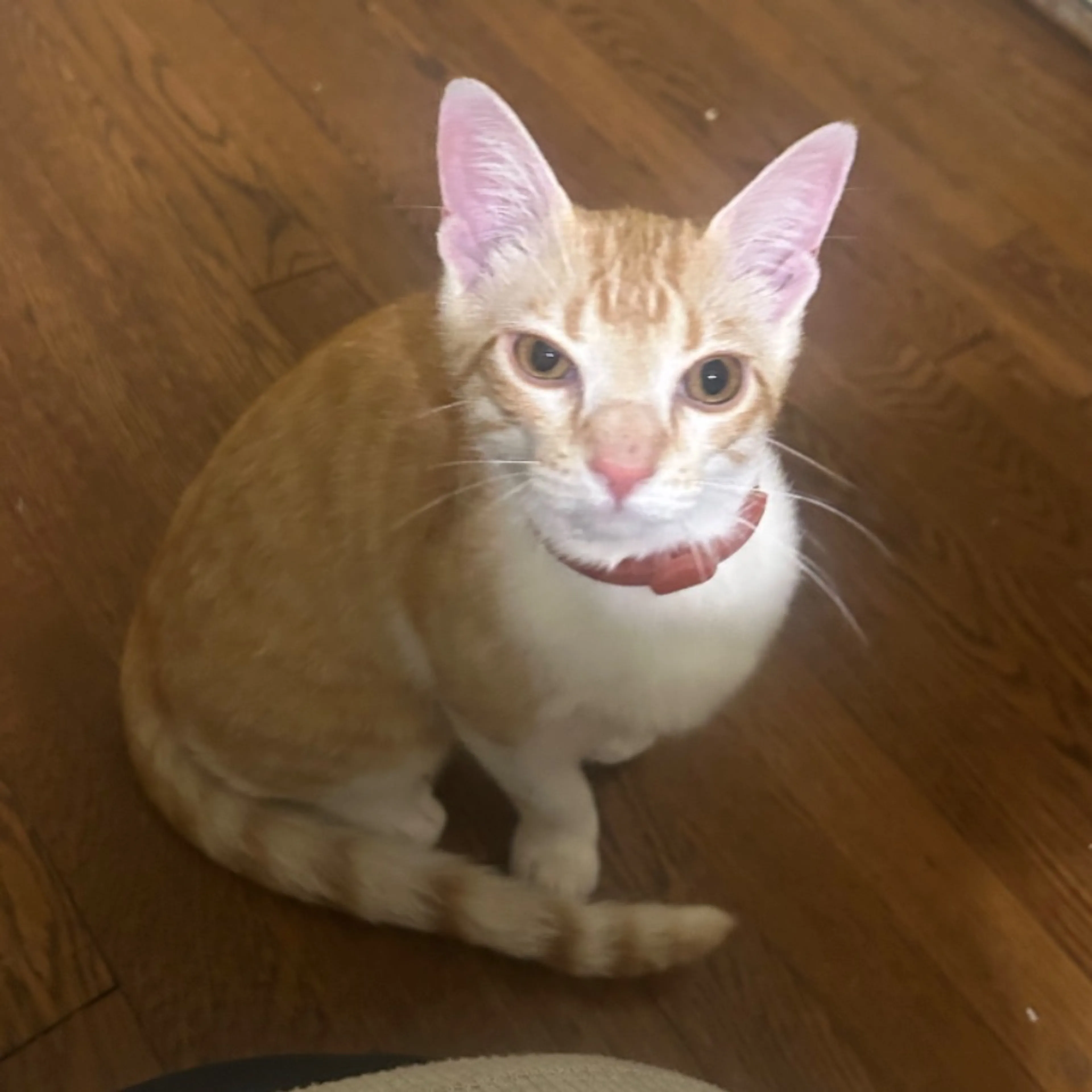 Found pet