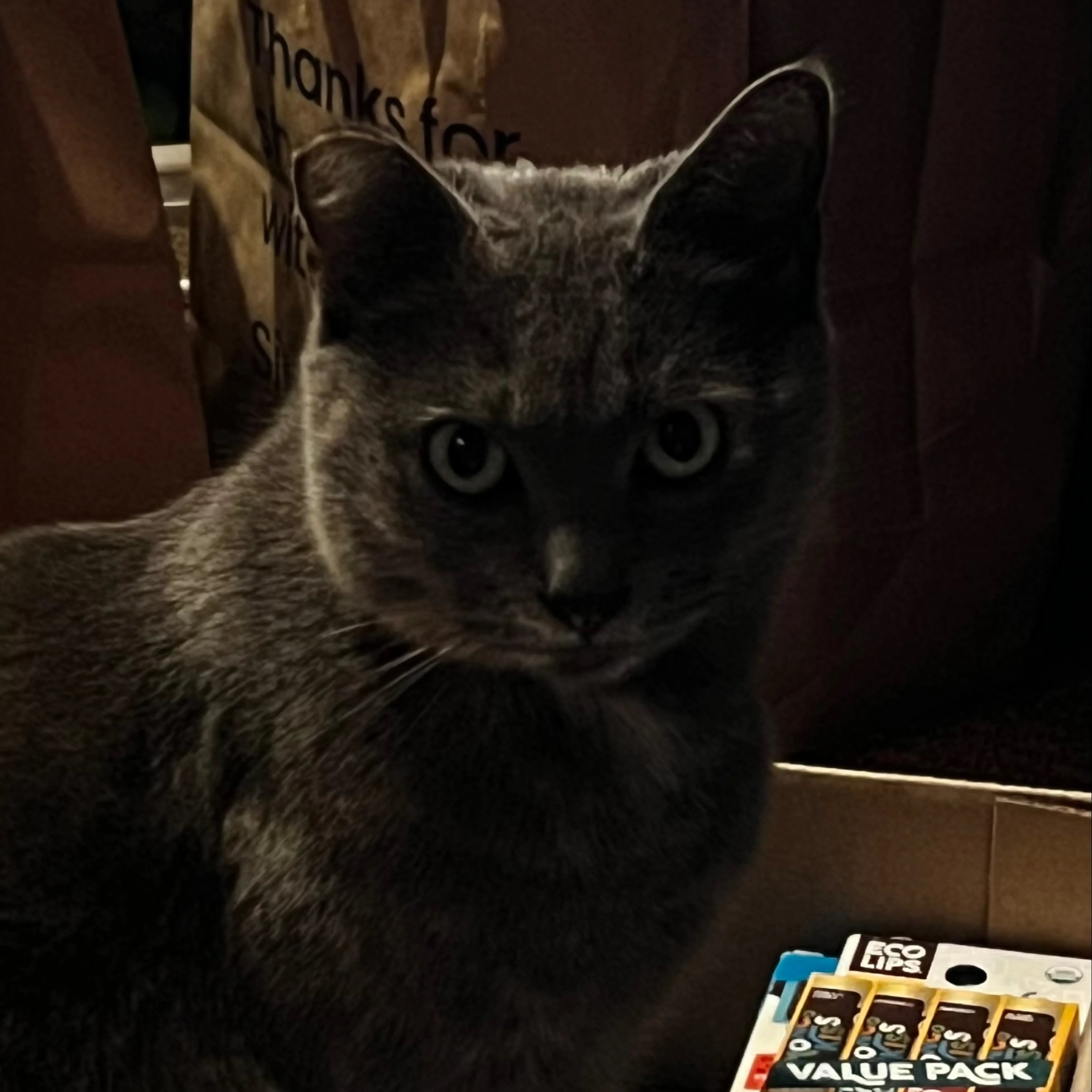 Lost pet-2