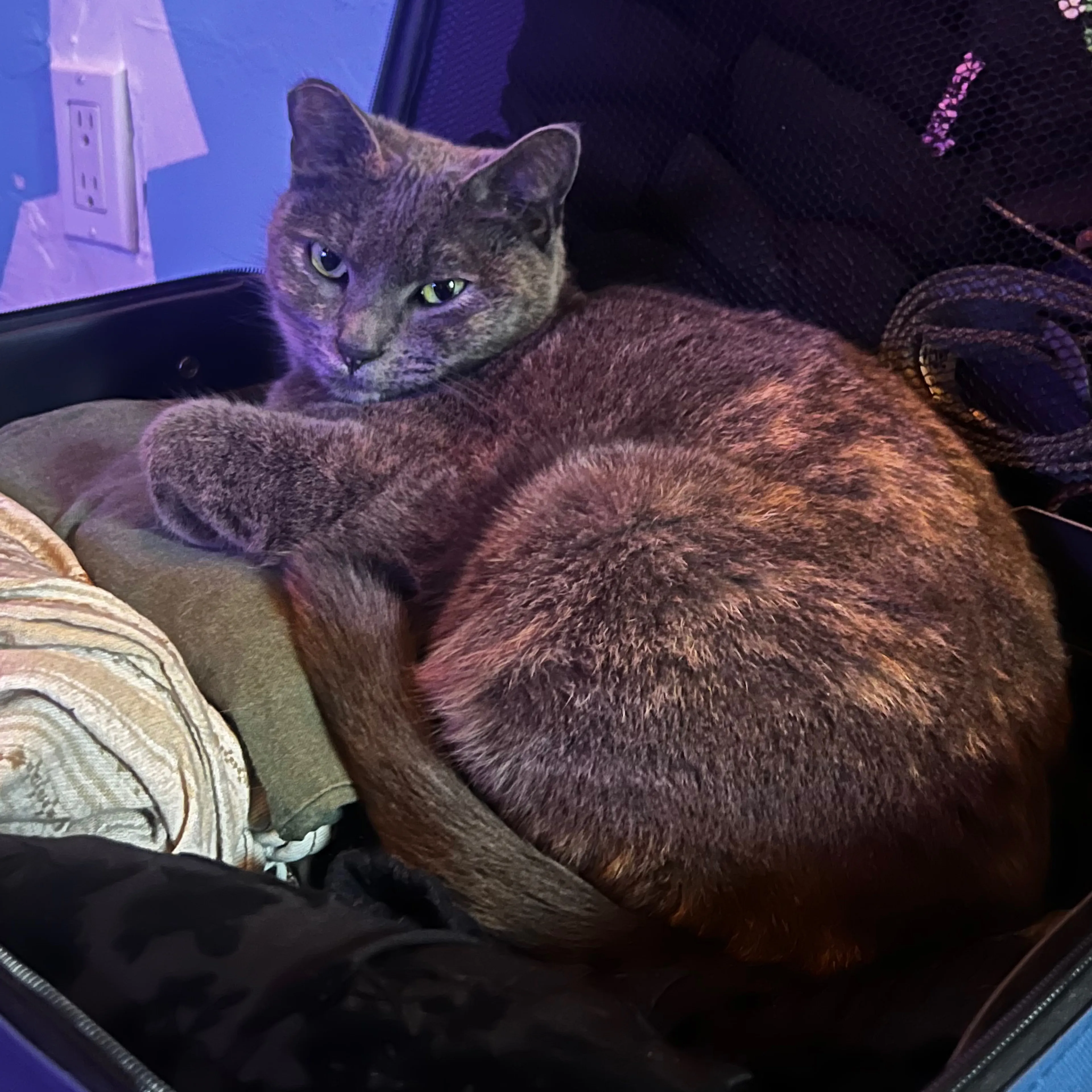 Lost pet-1