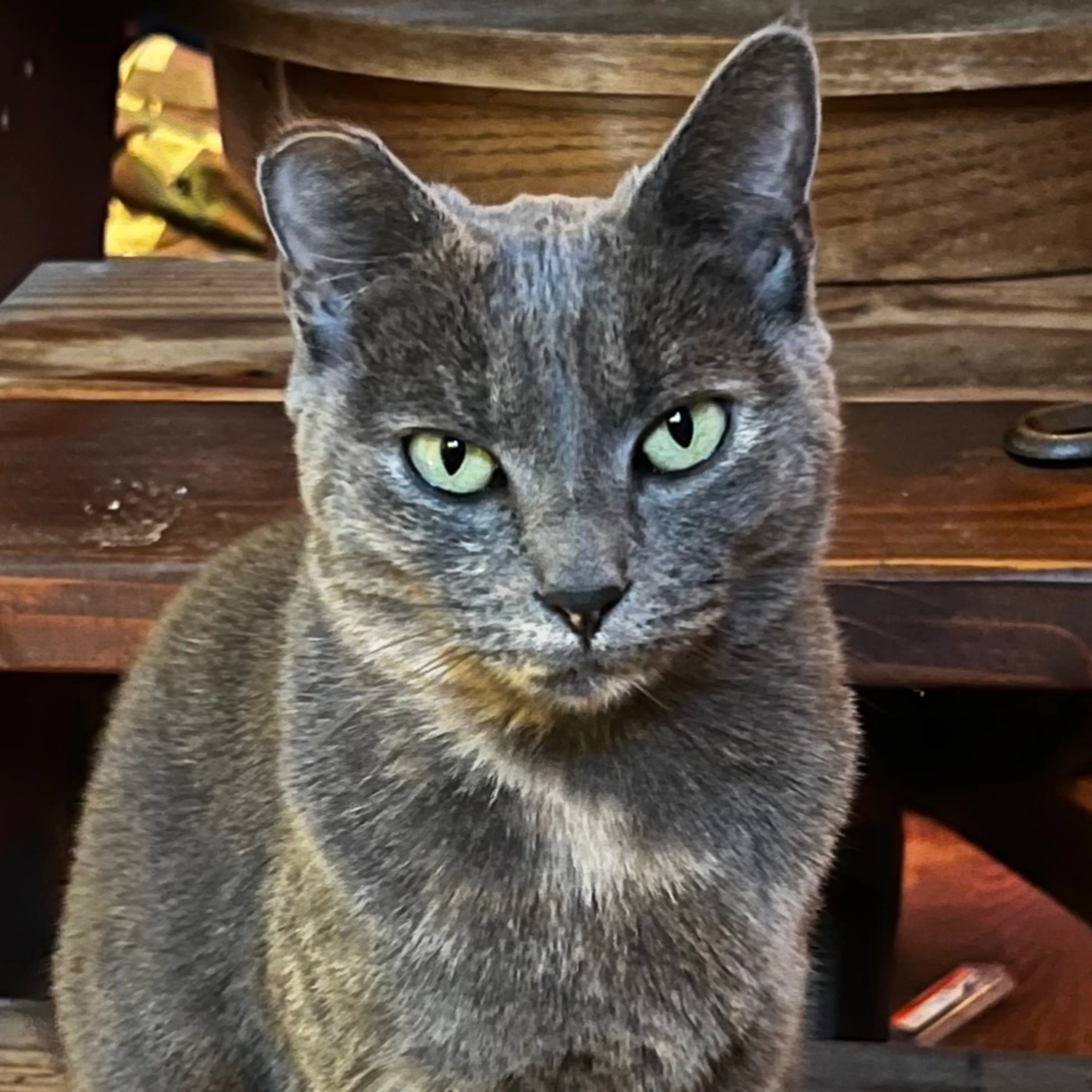 Lost pet-0