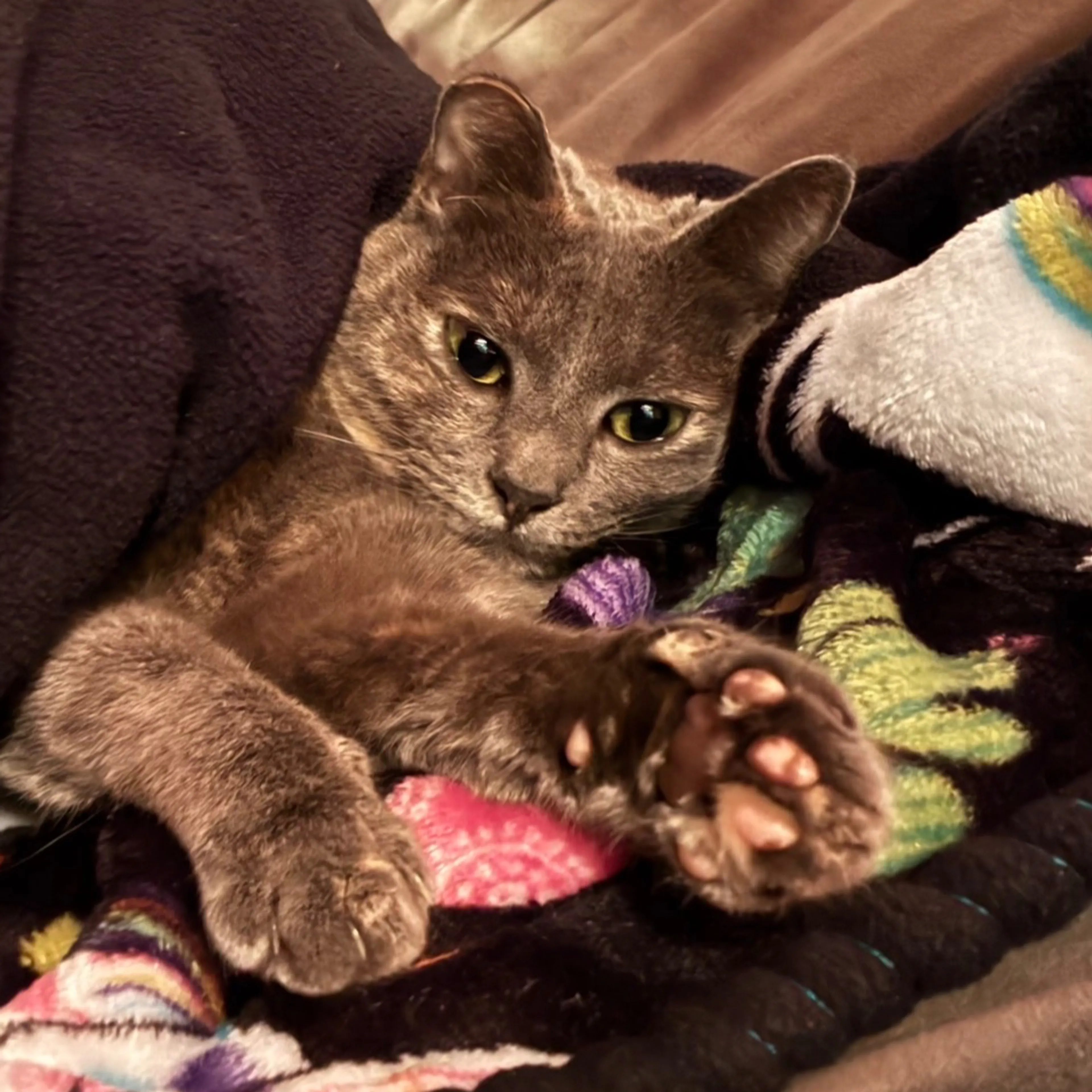 Lost pet-3