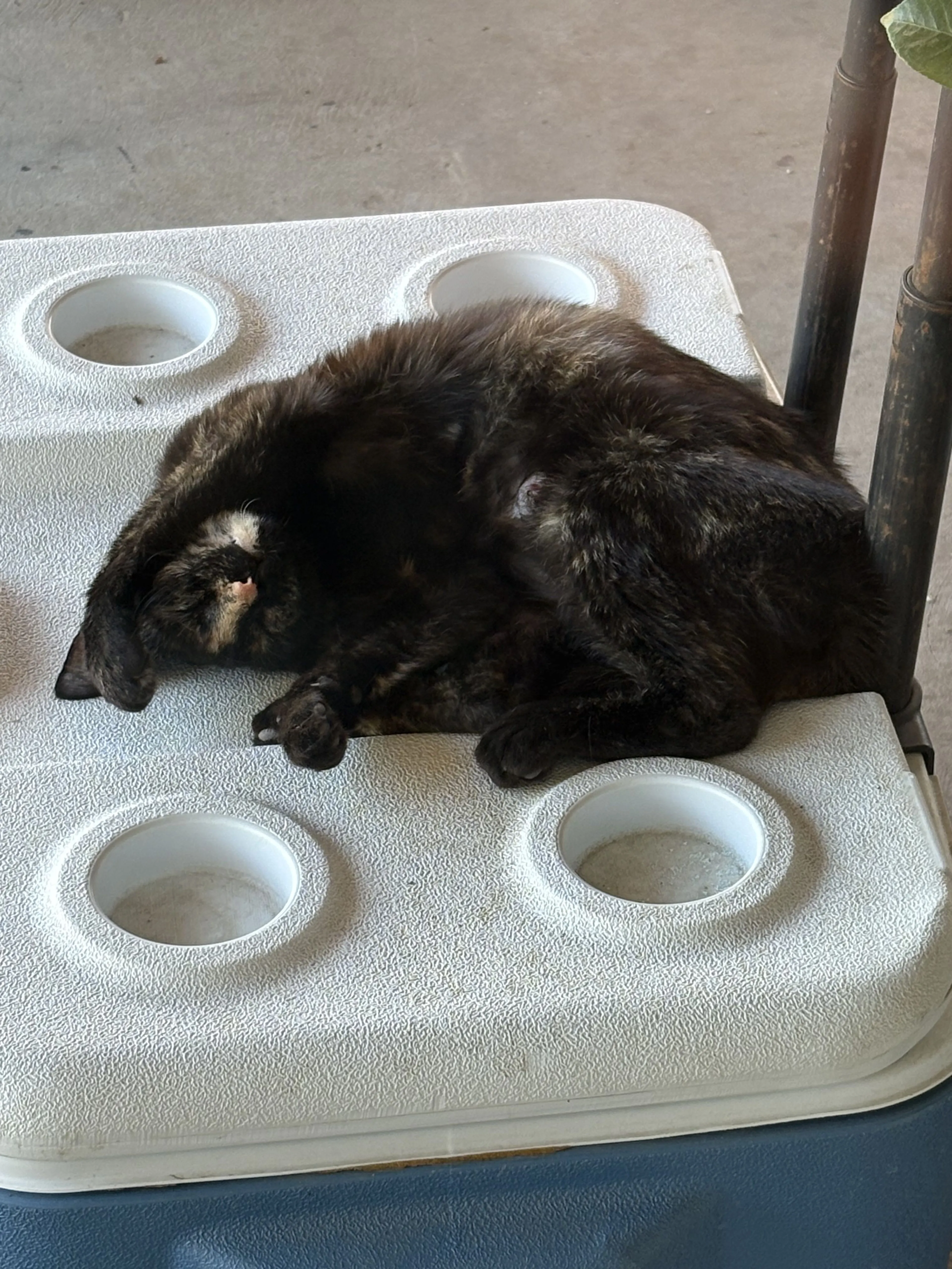 Lost pet-1