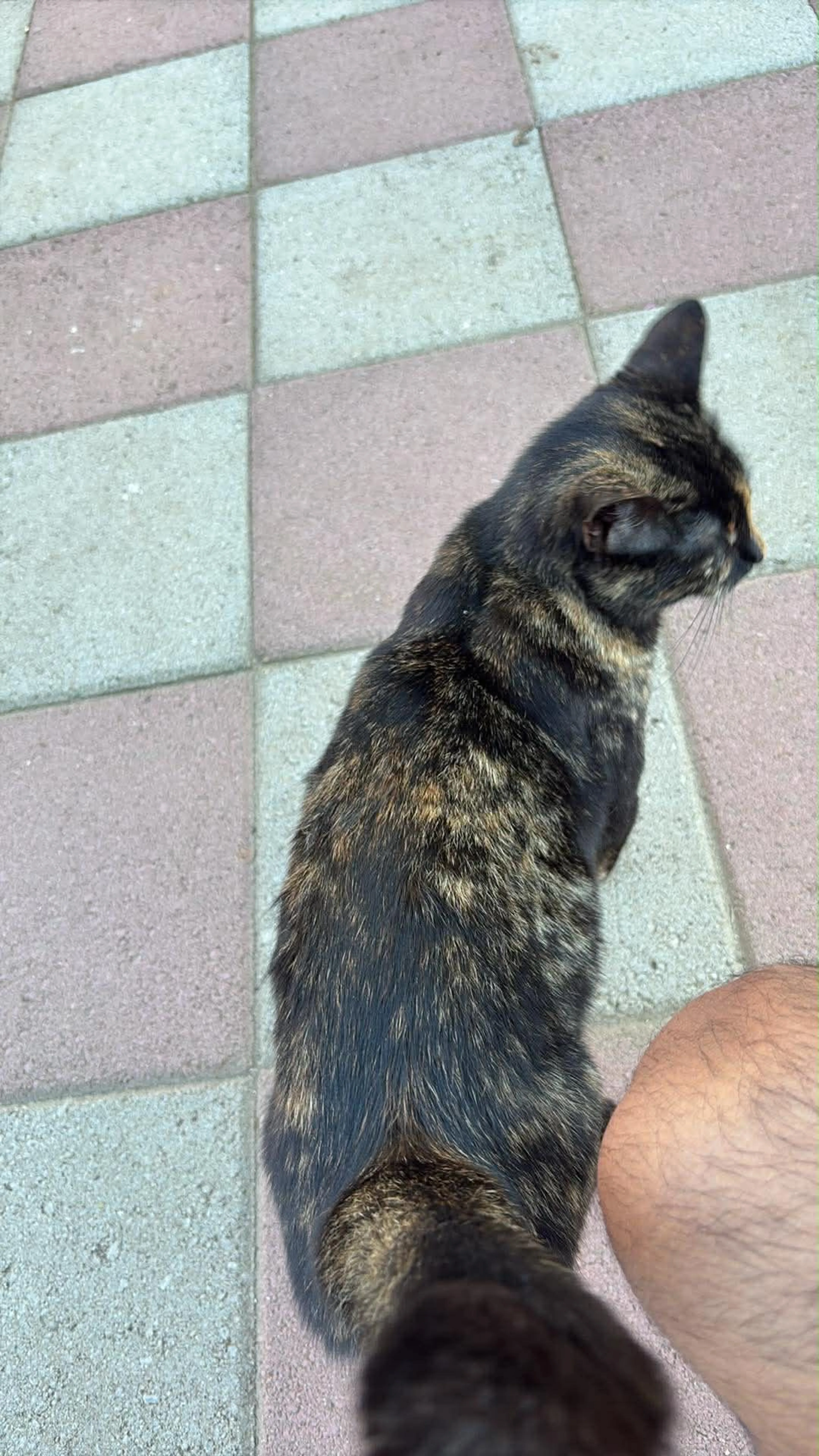 Lost pet-0