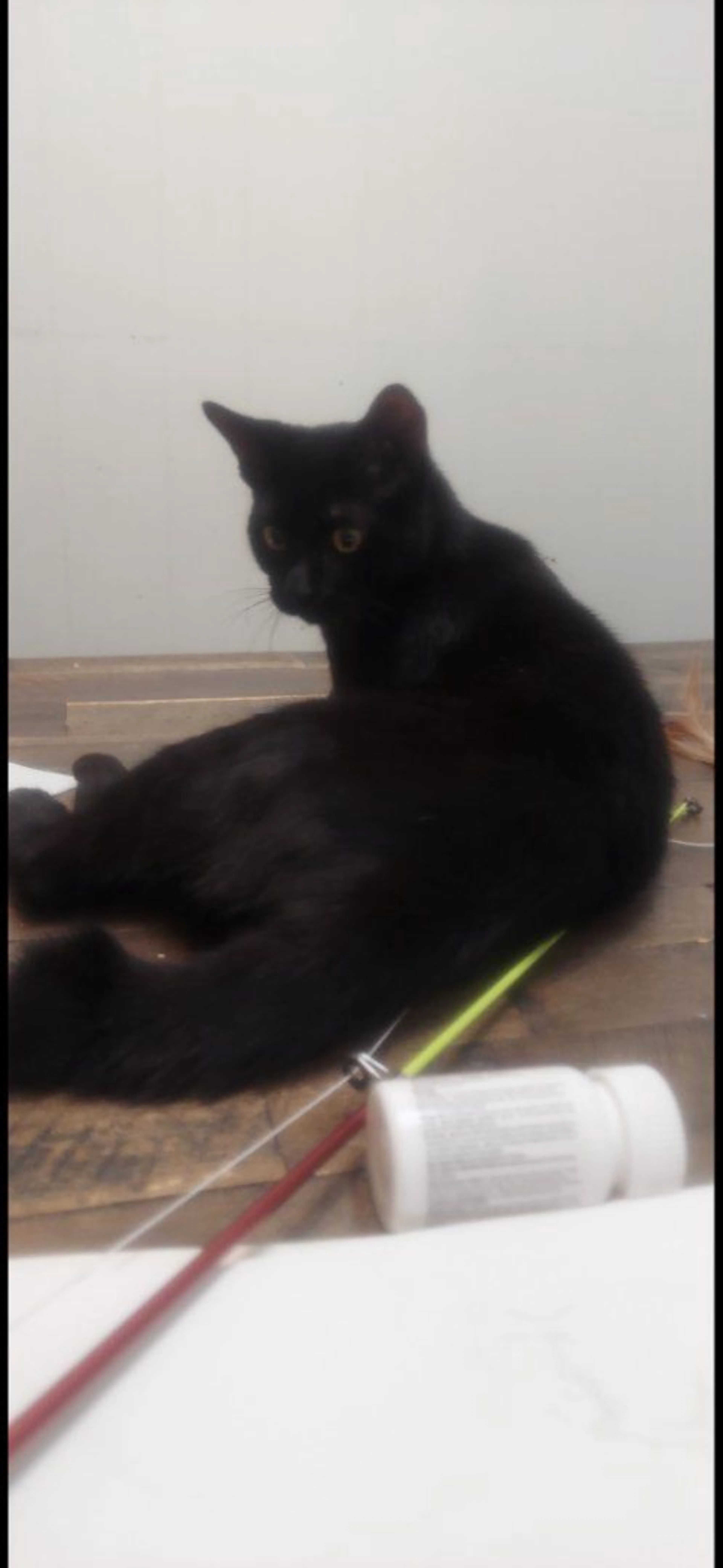 Lost pet-1