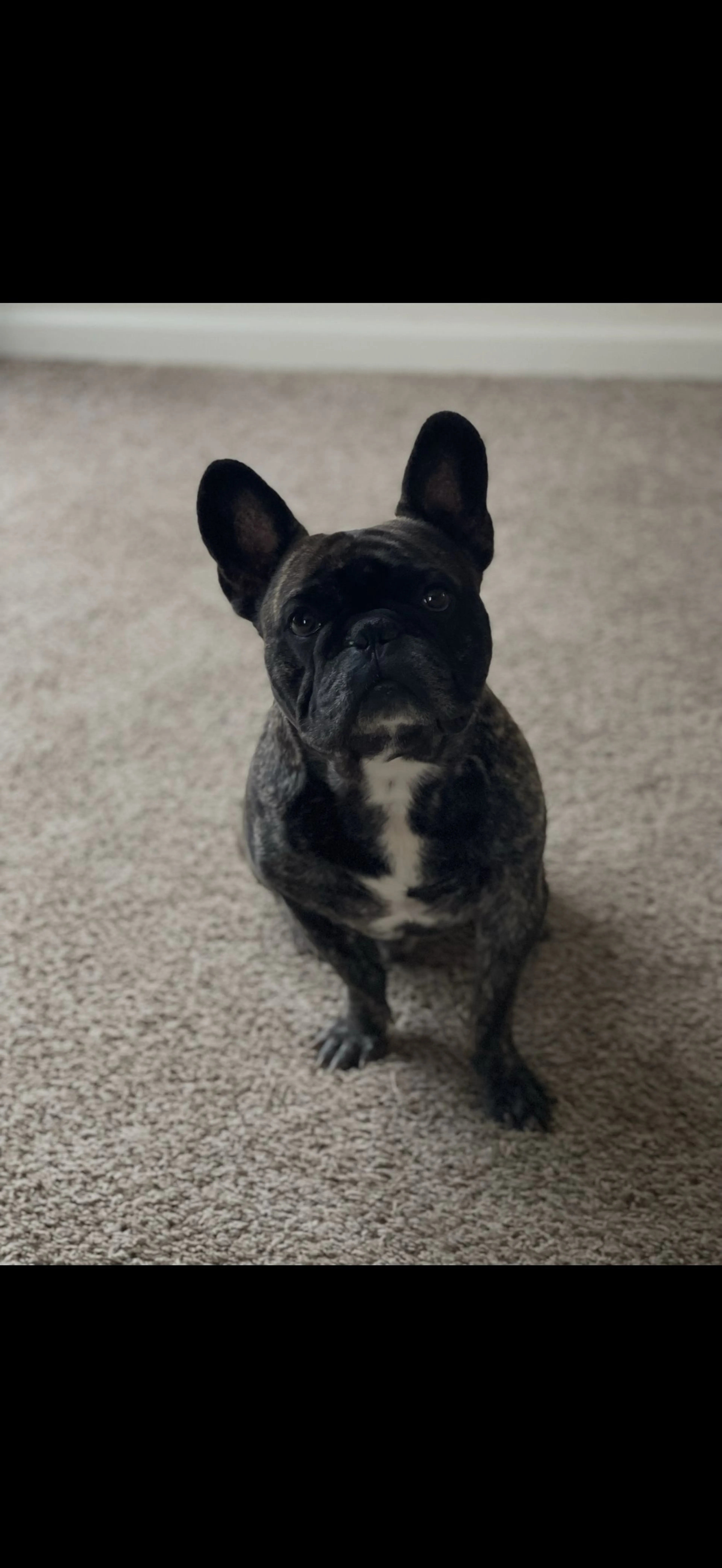 Lost pet-1