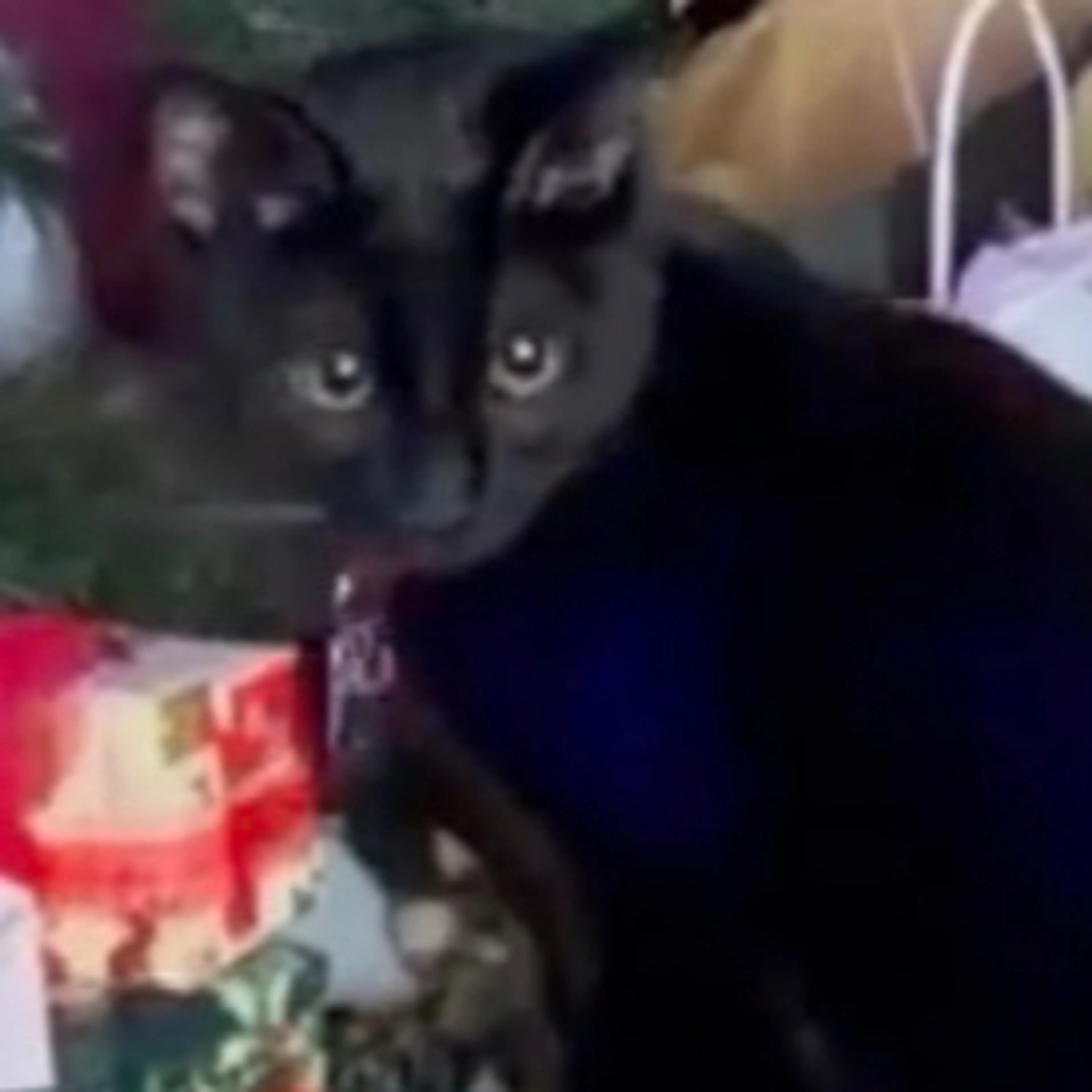 Lost pet-2