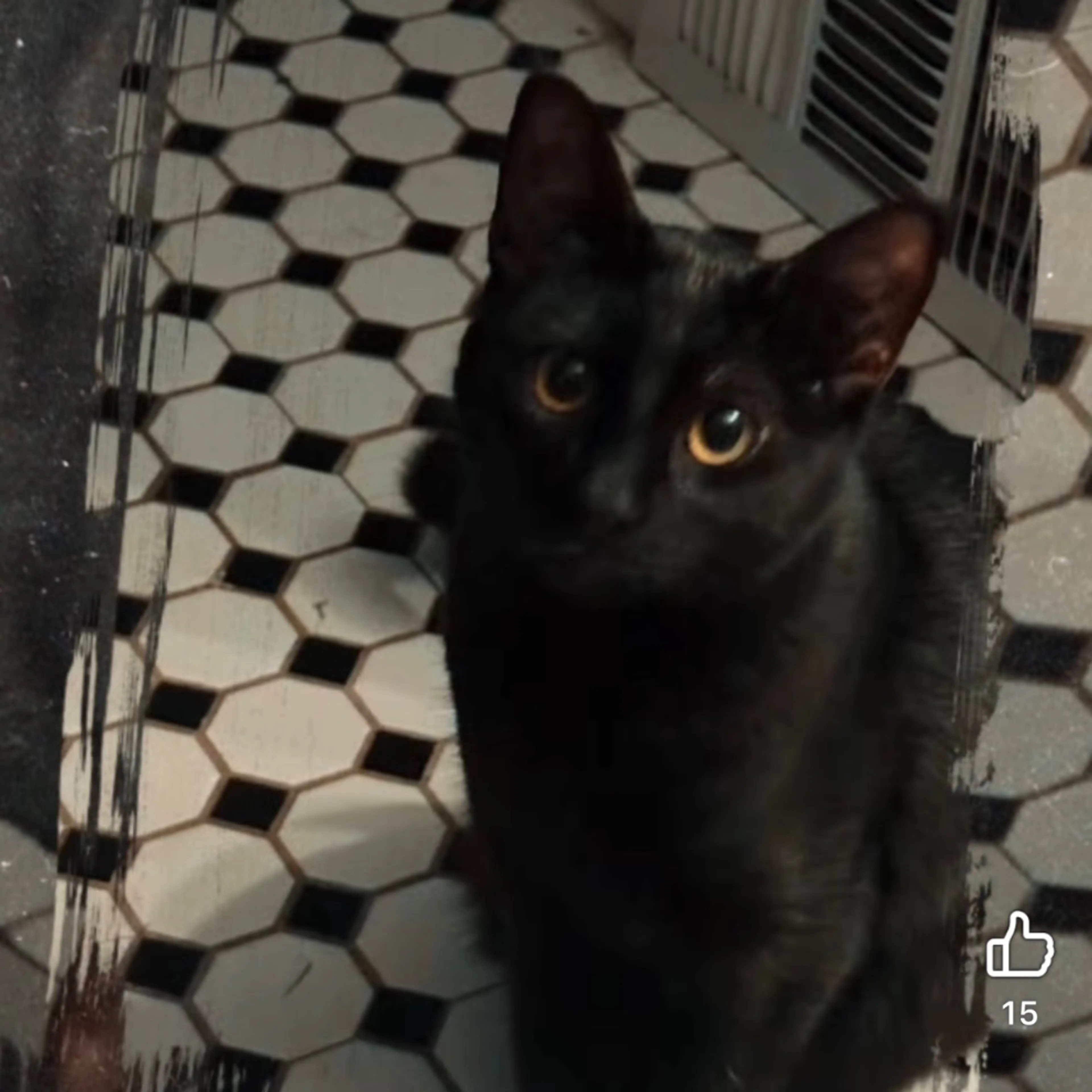 Lost pet-0
