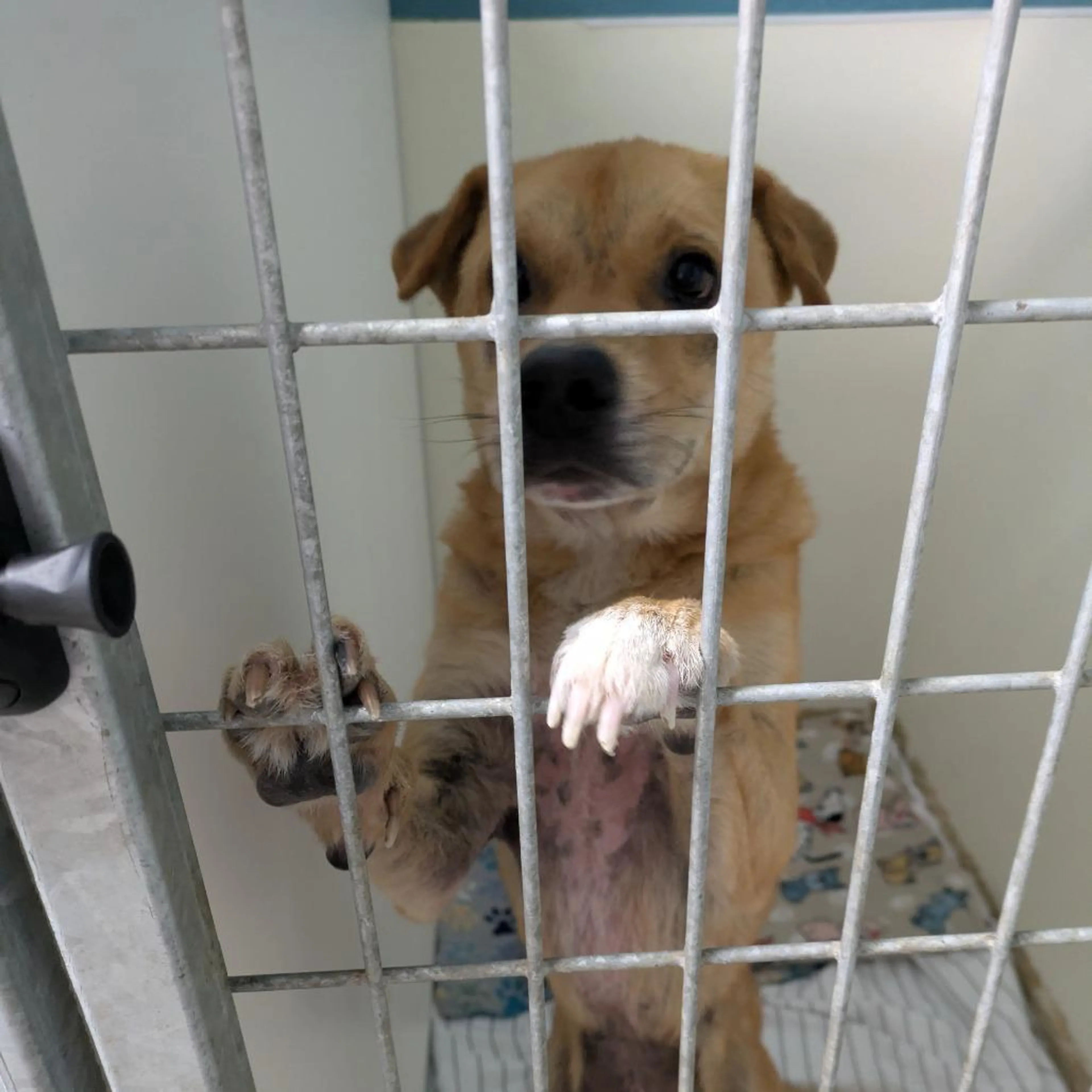 Found pet-2