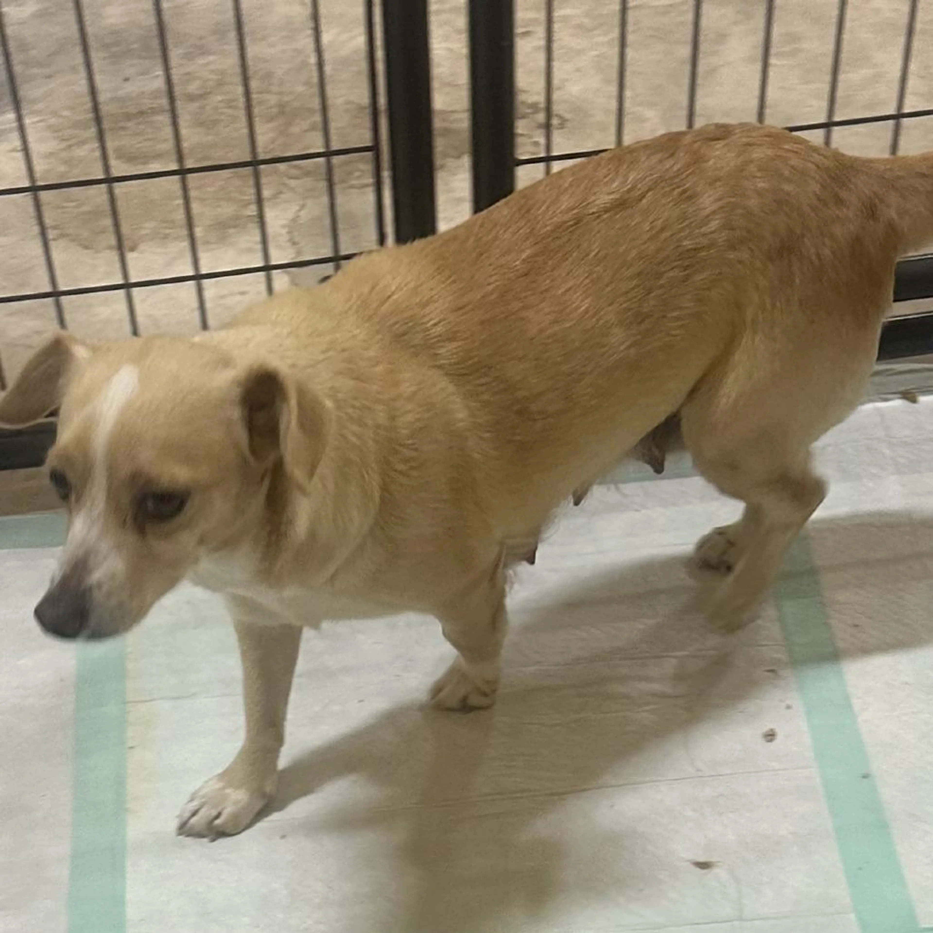 Found pet