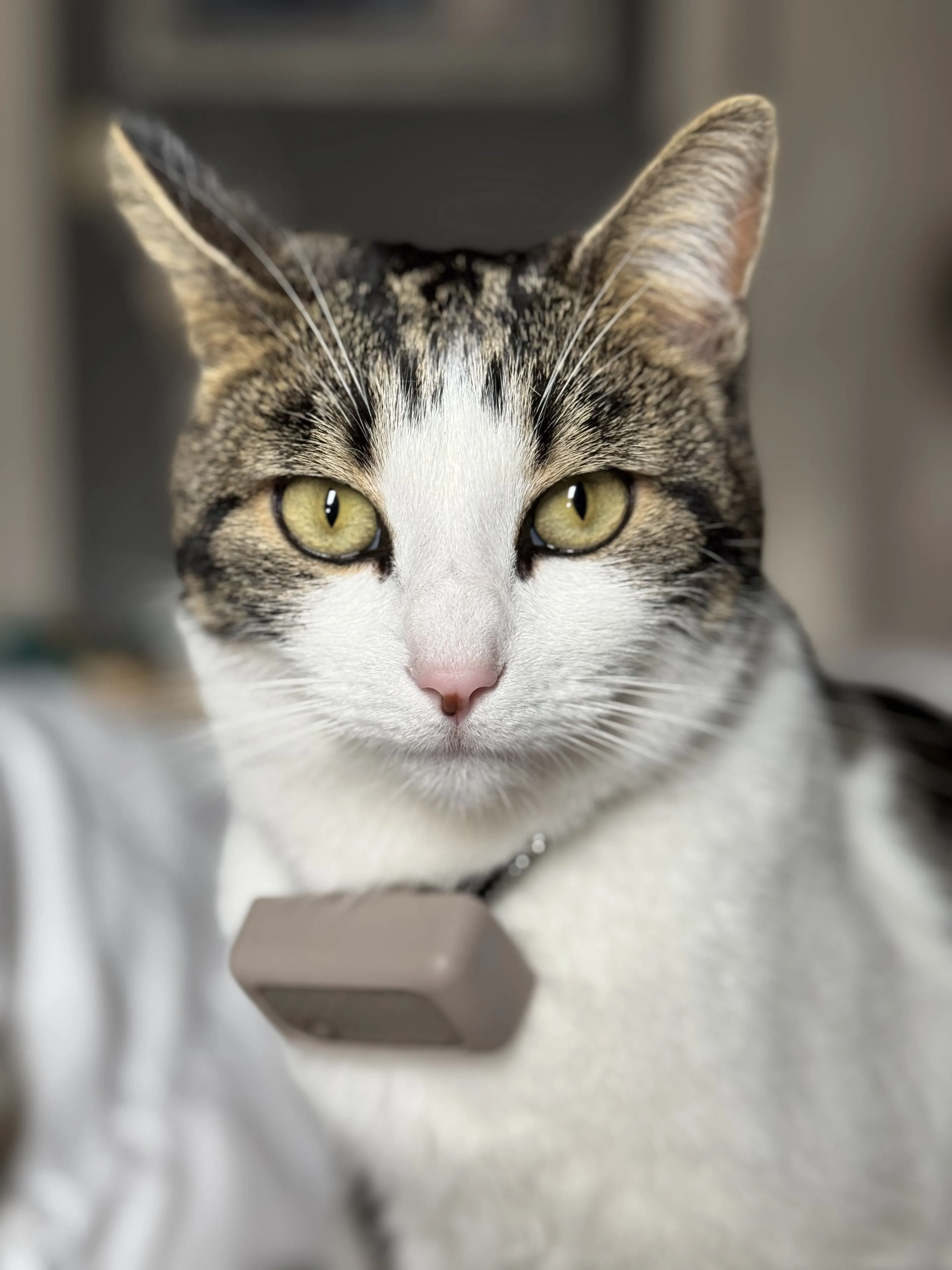 Lost pet-2