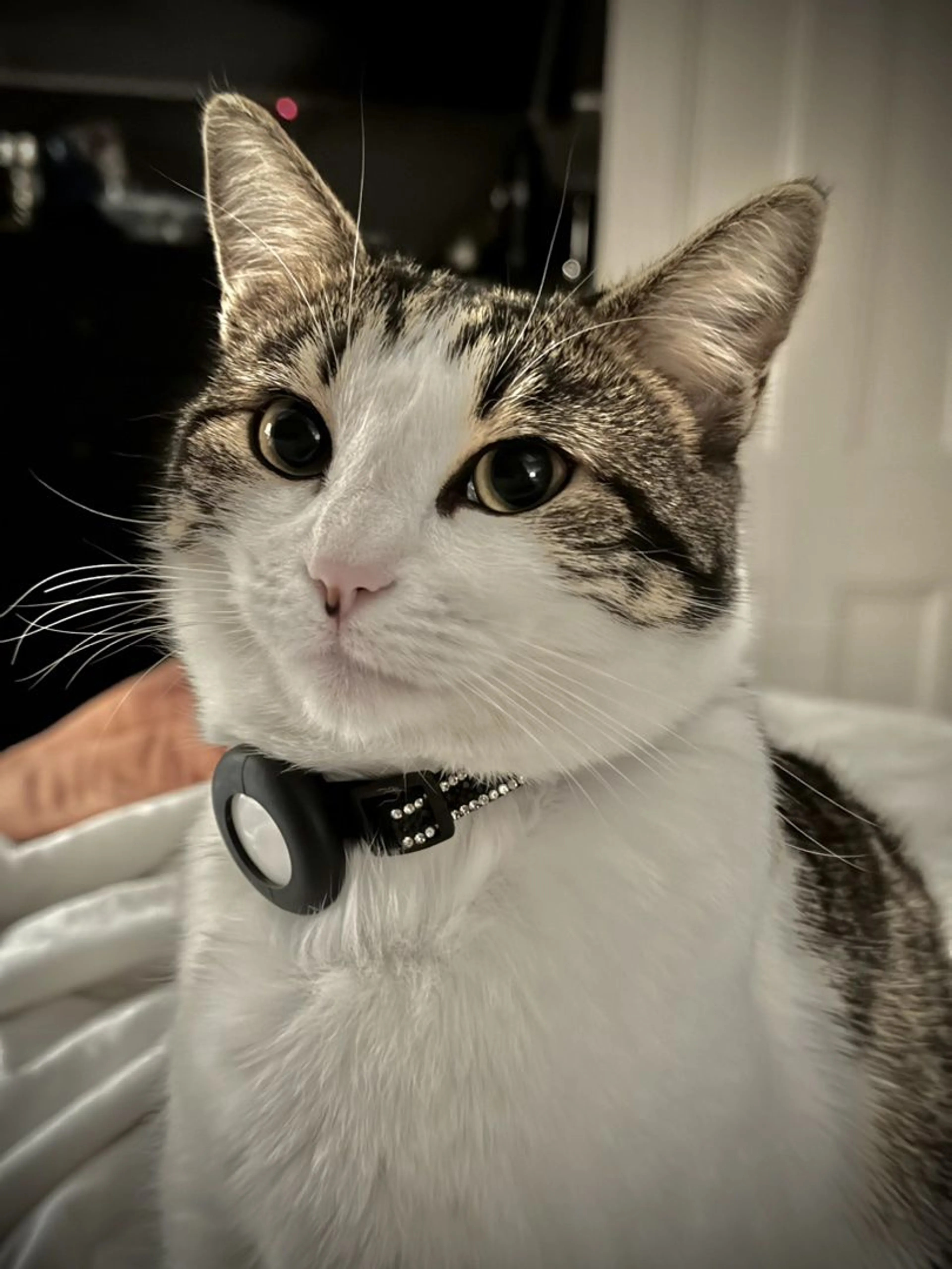 Lost pet-1
