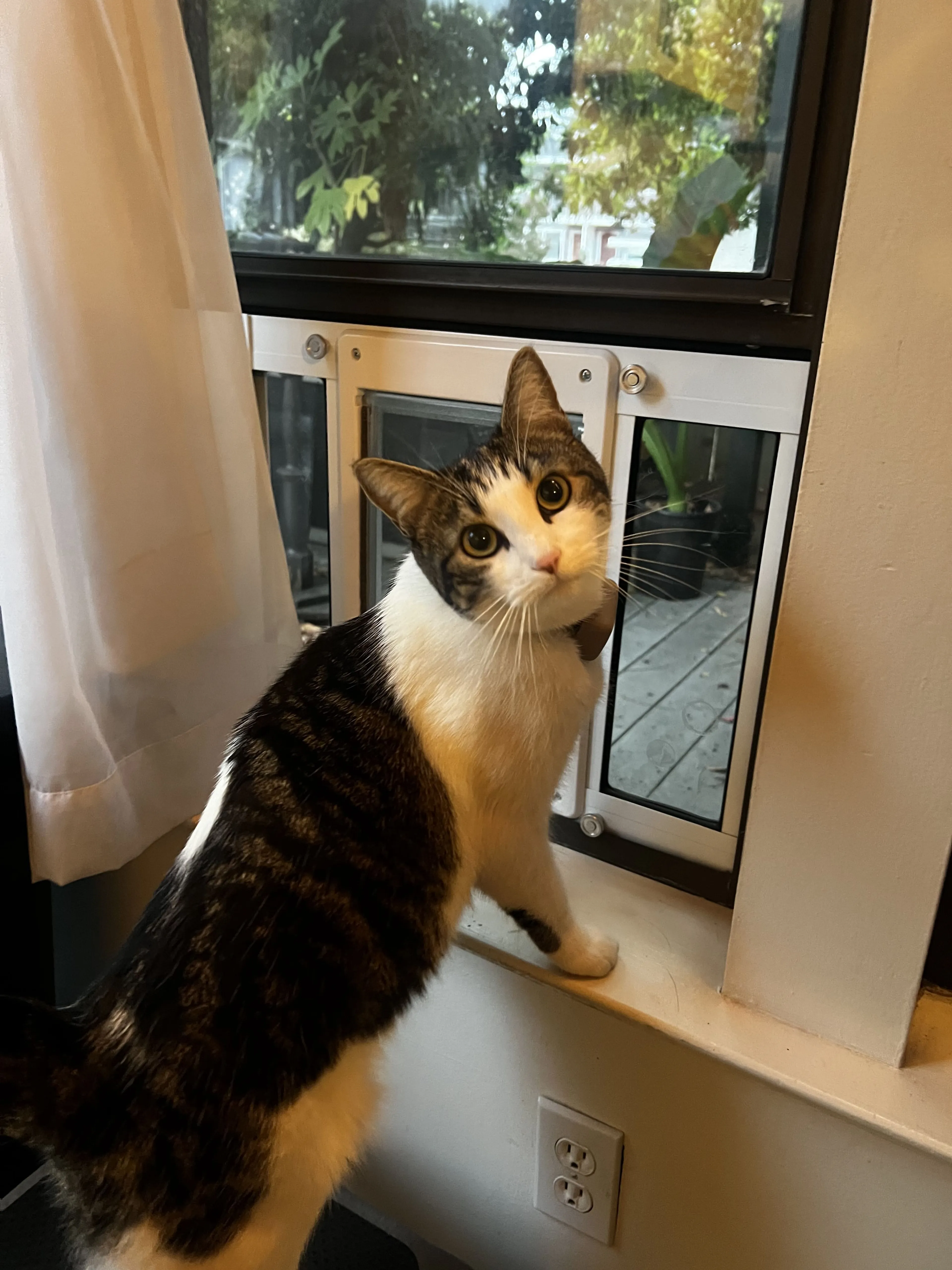 Lost pet-4