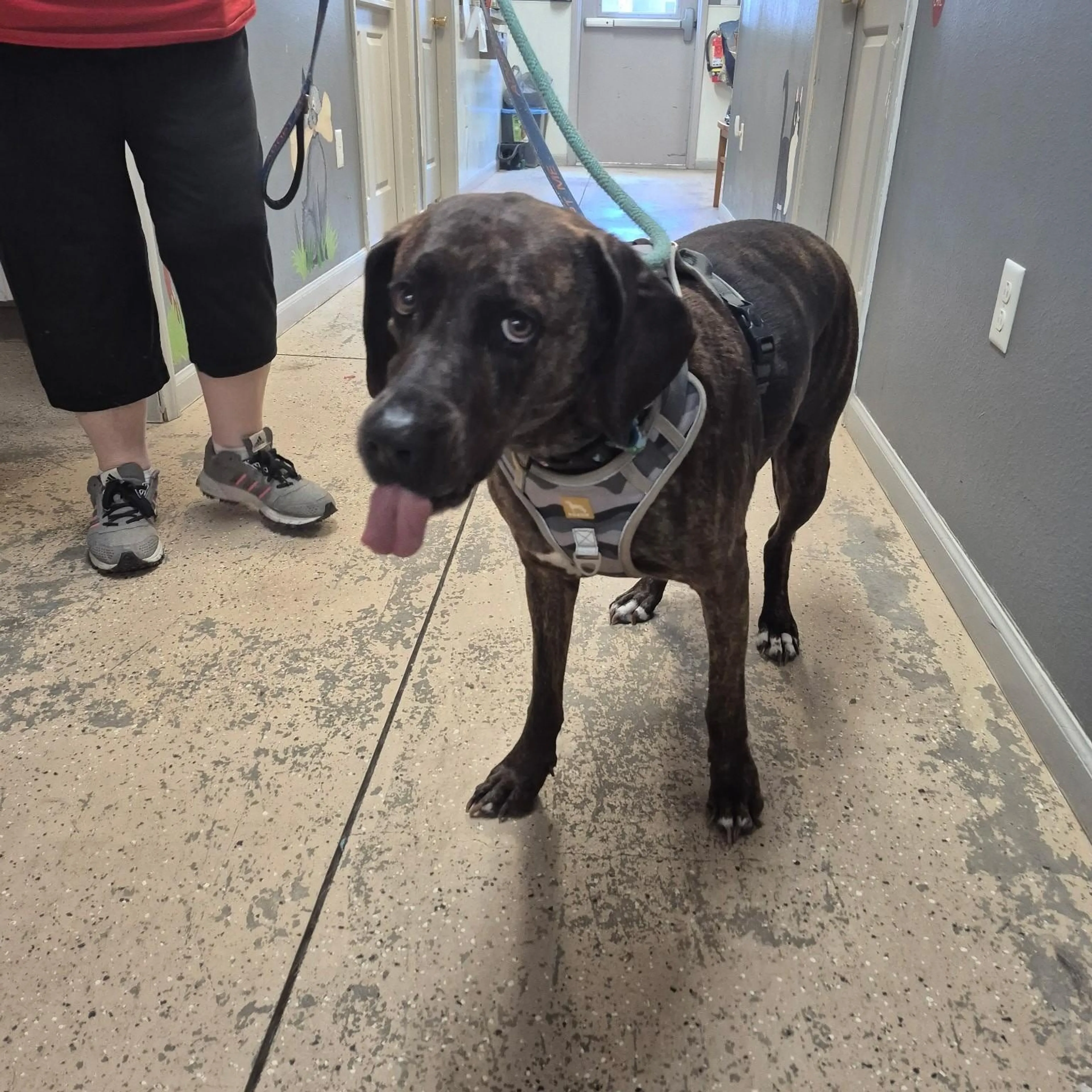 Found pet-1